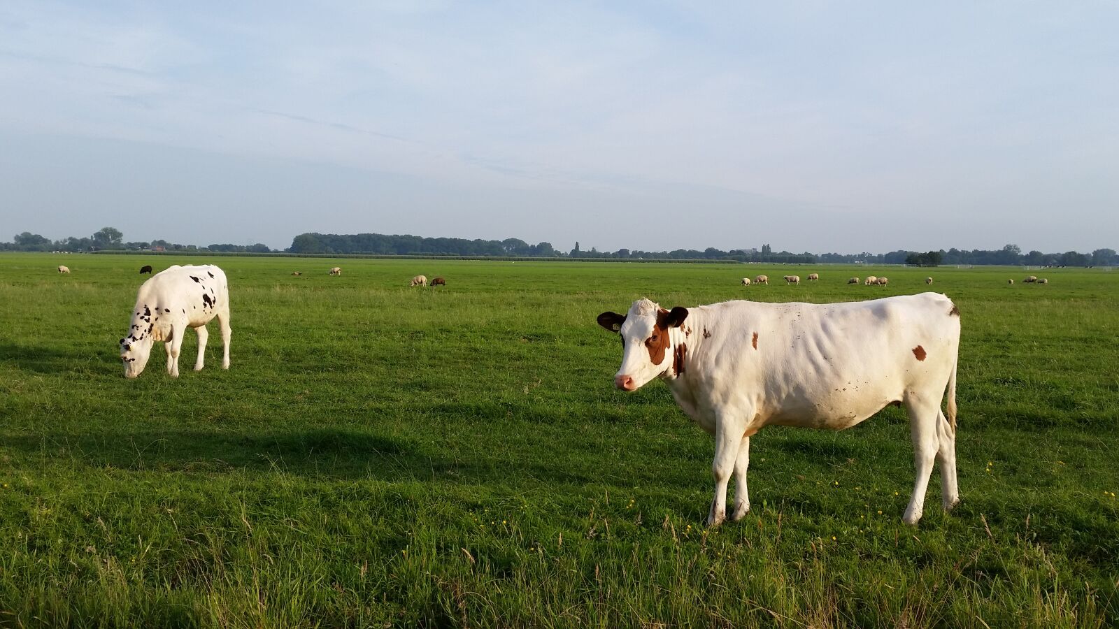 Samsung Galaxy S5 sample photo. Cow, netherlands, kamerik photography