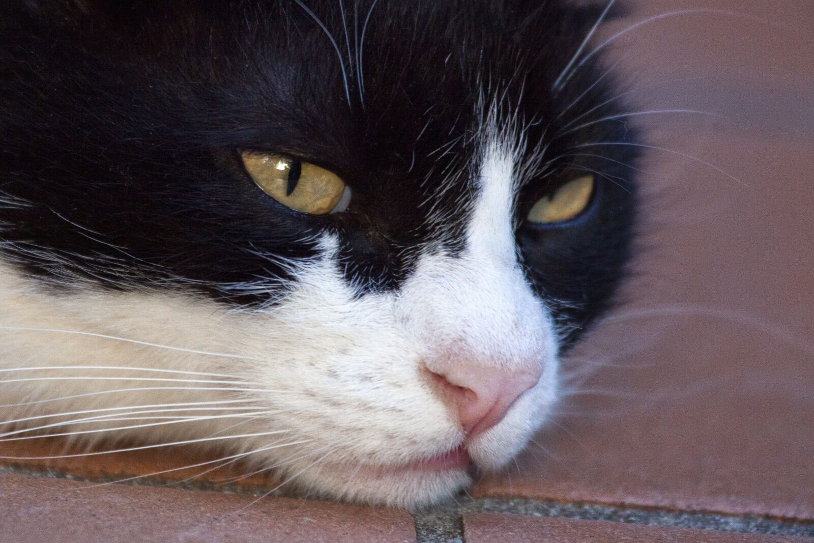 Canon EOS 5D Mark II sample photo. Cat, malai, animal photography