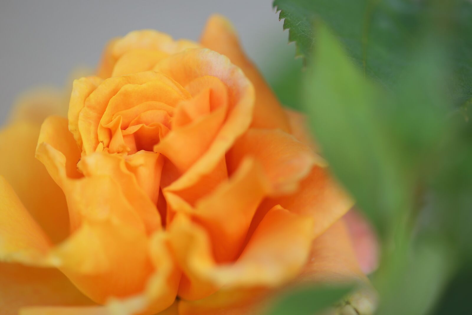 Canon EOS 6D + Canon EF 100mm F2.8 Macro USM sample photo. Yellow rose golden medal photography