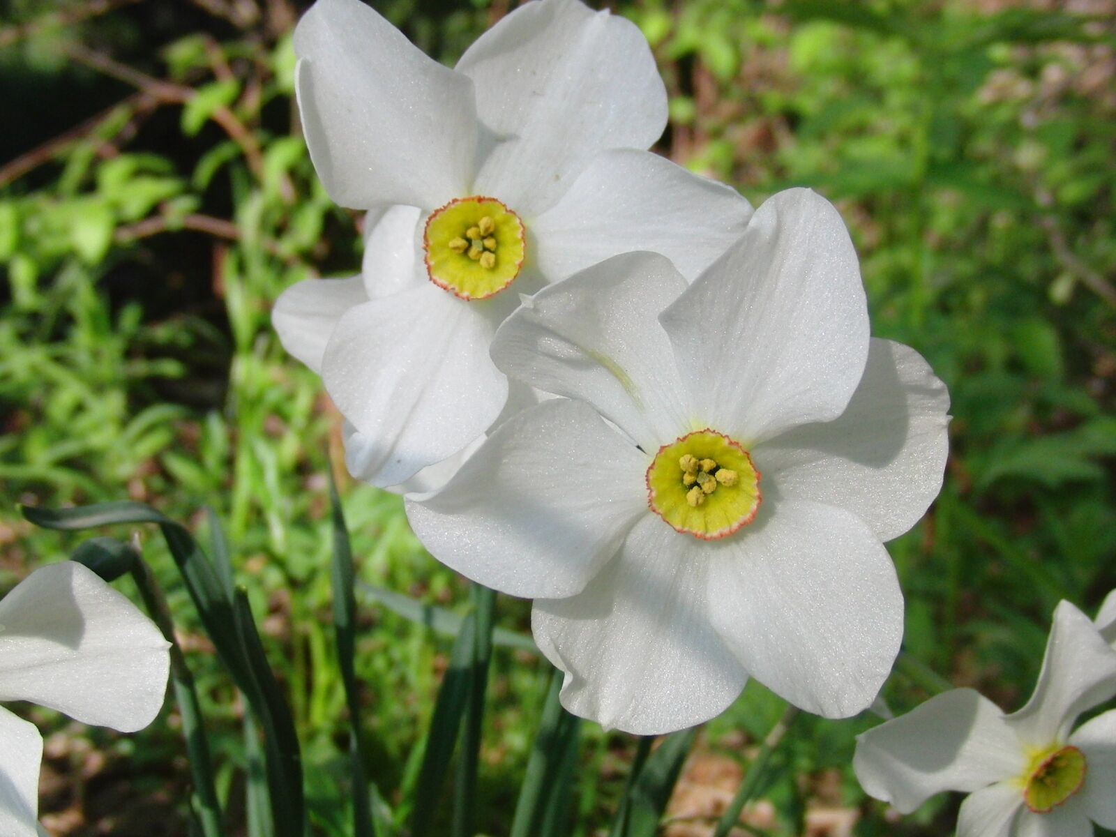 CASIO EX-FC100 sample photo. Narcissus, garden flower, closeup photography