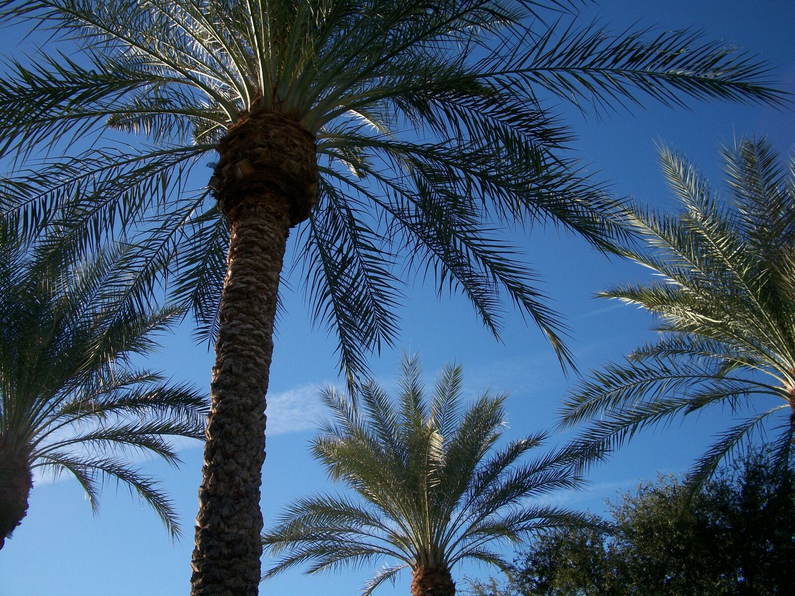 Kodak EASYSHARE M340 DIGITAL CAMERA sample photo. Canary island date palm photography