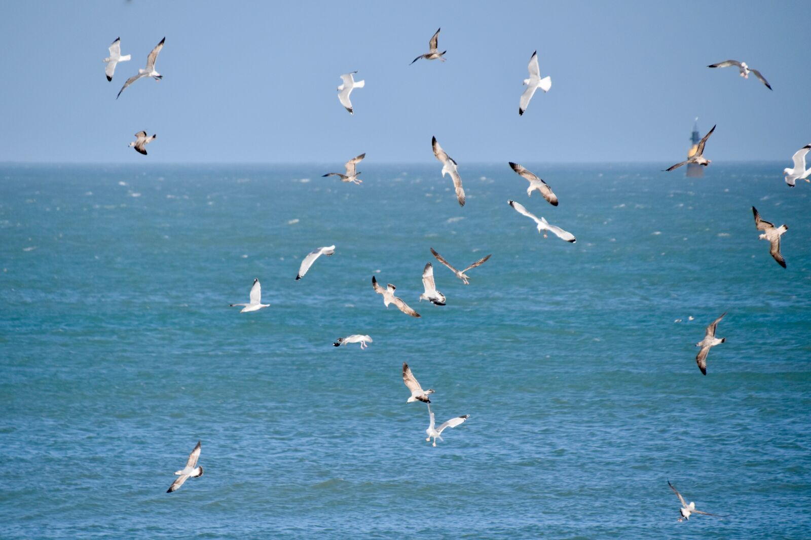Nikon D5600 sample photo. Gulls, flying sea gulls photography