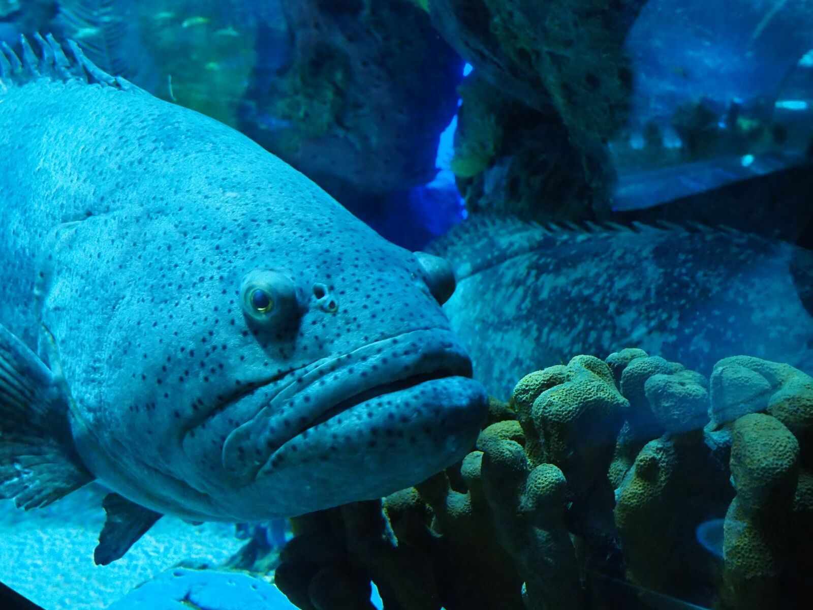 Olympus OM-D E-M10 II sample photo. Aquarium, grumpy, fish photography
