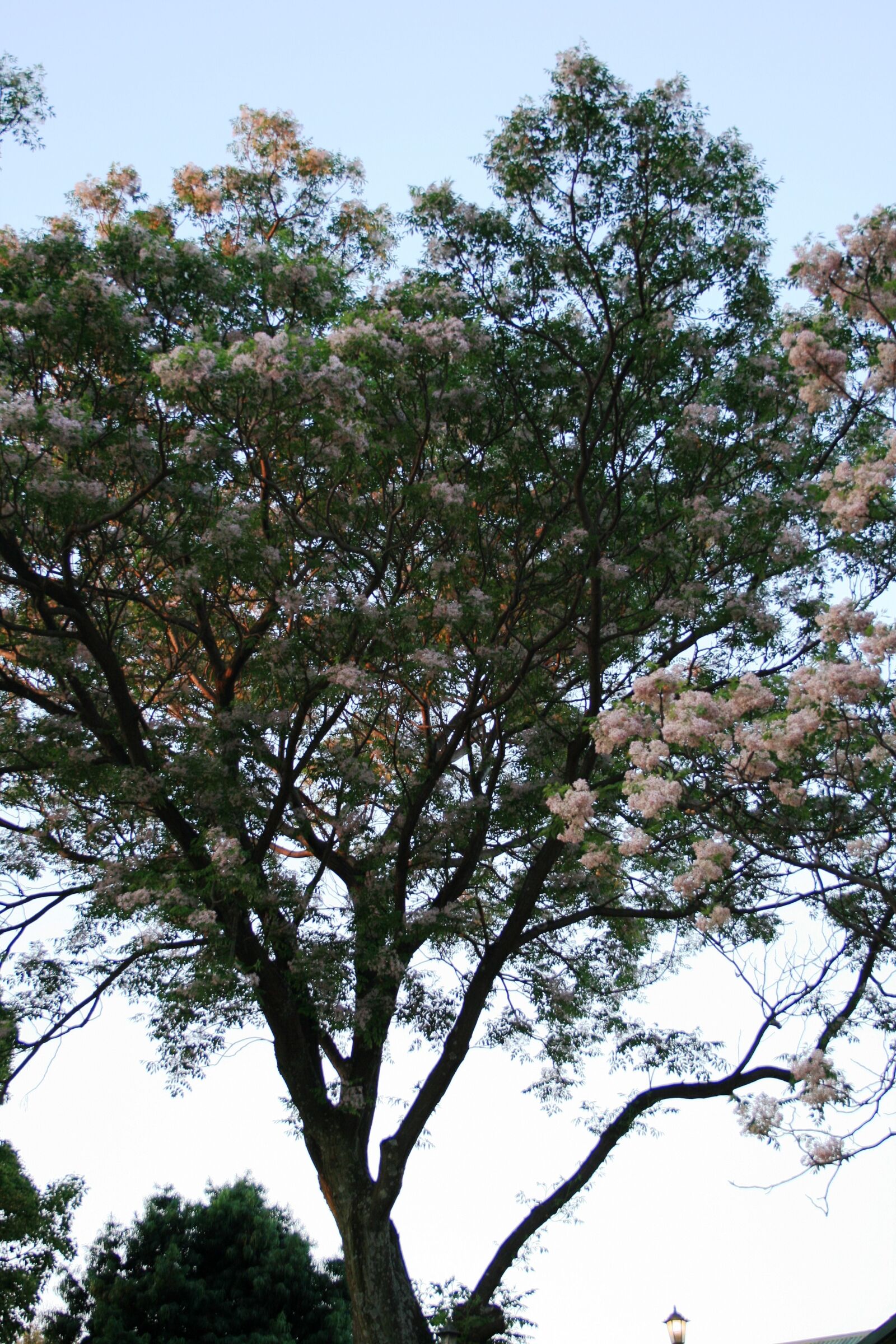 Canon EOS 400D (EOS Digital Rebel XTi / EOS Kiss Digital X) sample photo. Trees, tall, blooming photography