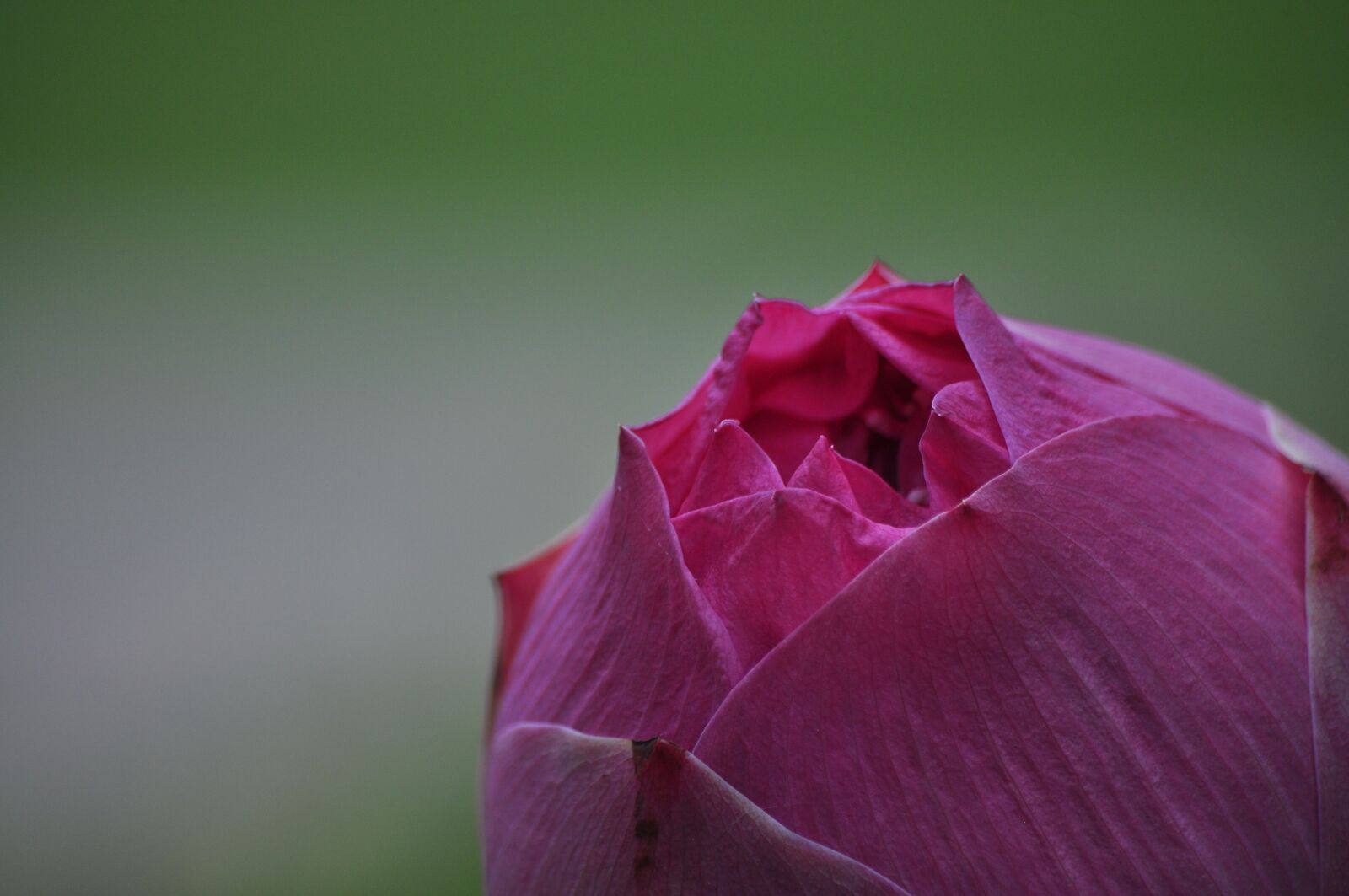 Nikon D90 sample photo. Lotus, water lily, pink photography
