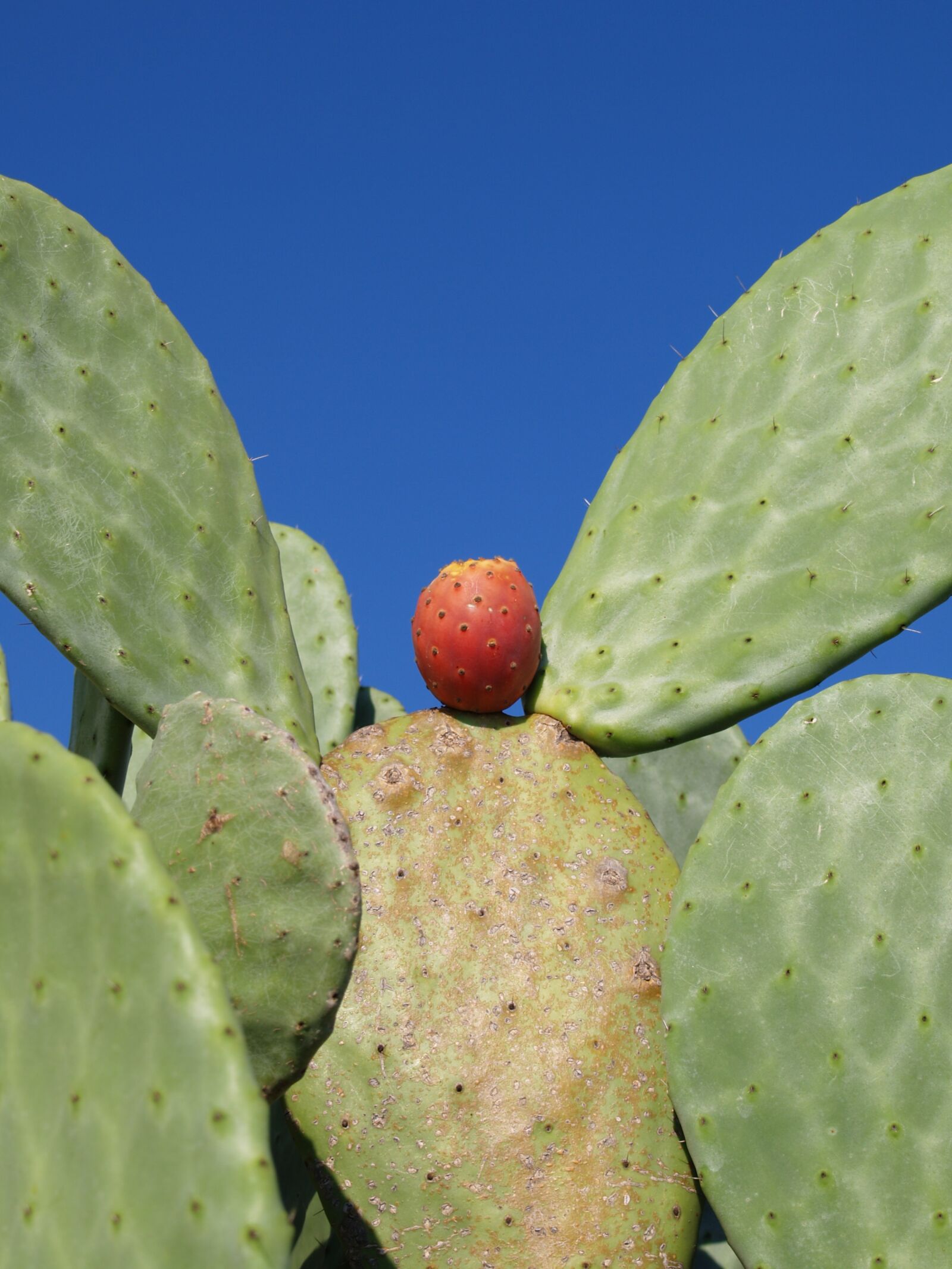 Olympus E-330 (EVOLT E-330) sample photo. Cactus, green, red photography