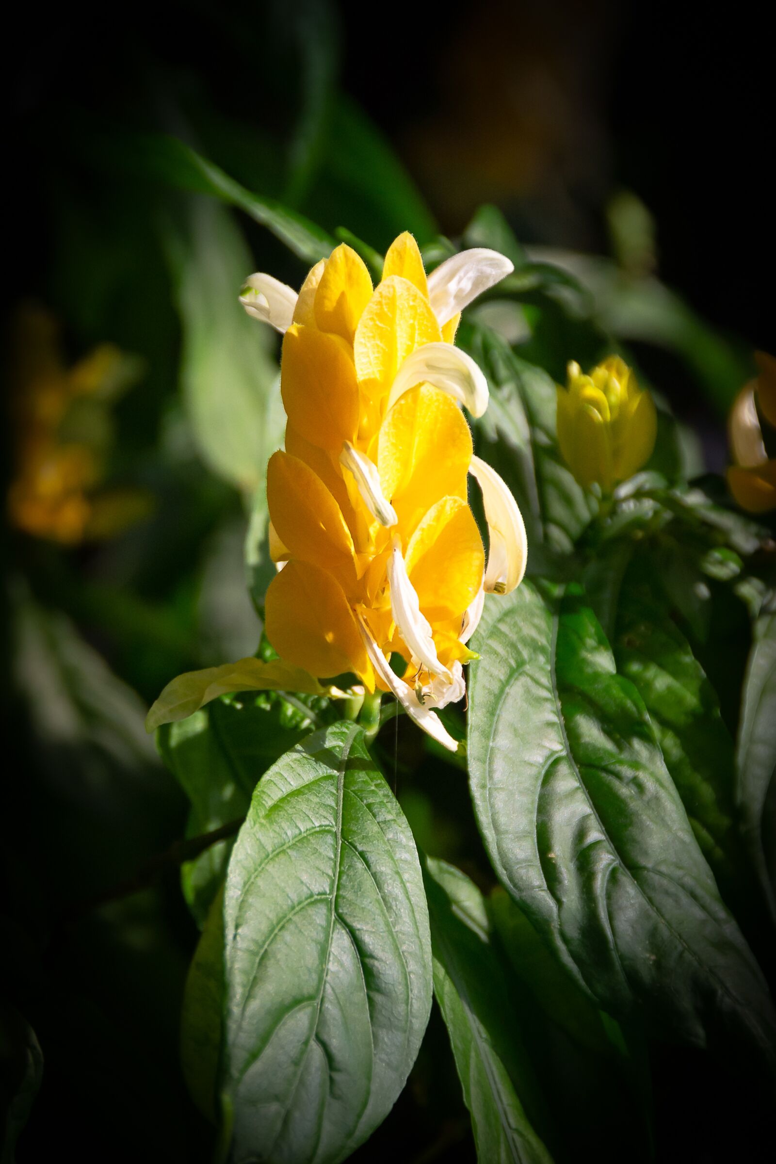 Nikon D3100 sample photo. Yellow flowers, cactus, botanical photography