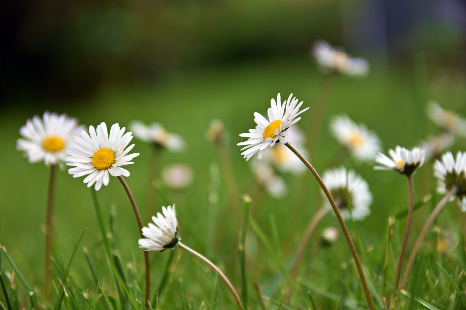 Nikon D3400 sample photo. Nature, plant, flower photography