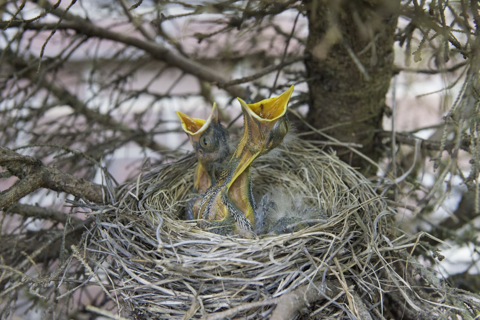 Nikon D800 sample photo. Chicks, robin, chick photography