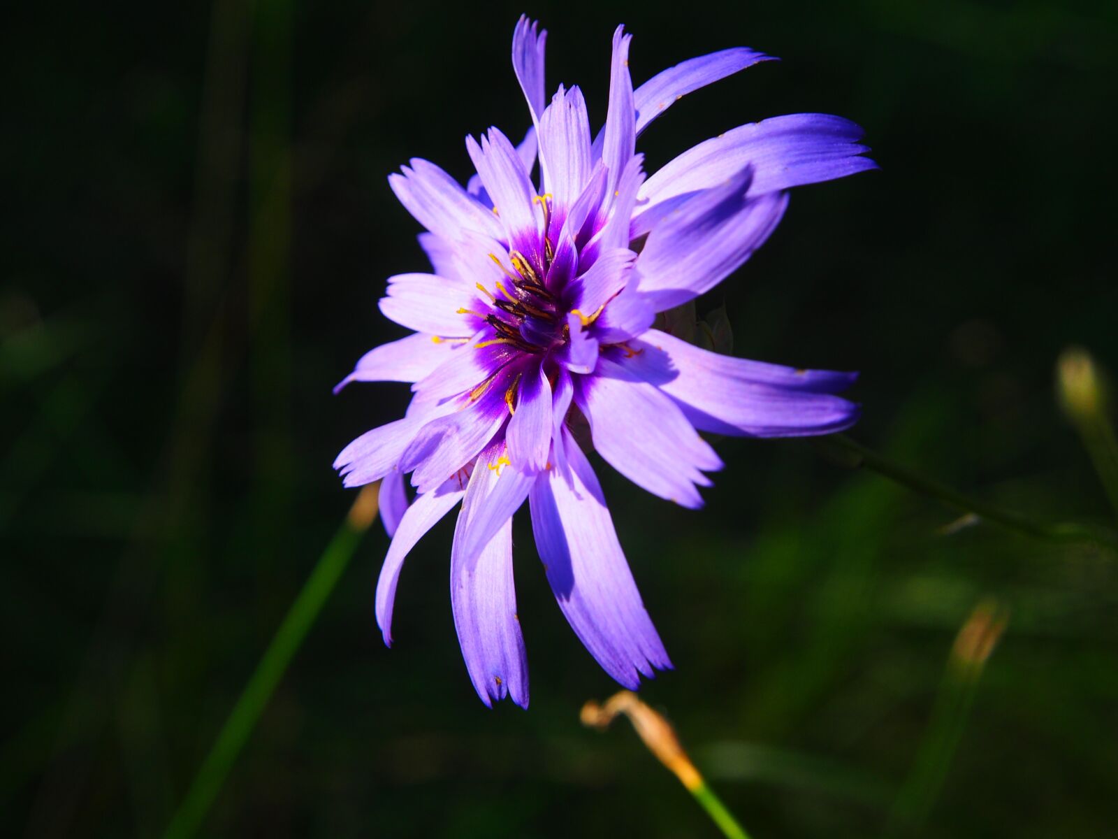 Olympus OM-D E-M5 sample photo. Flower, purple, purple flower photography