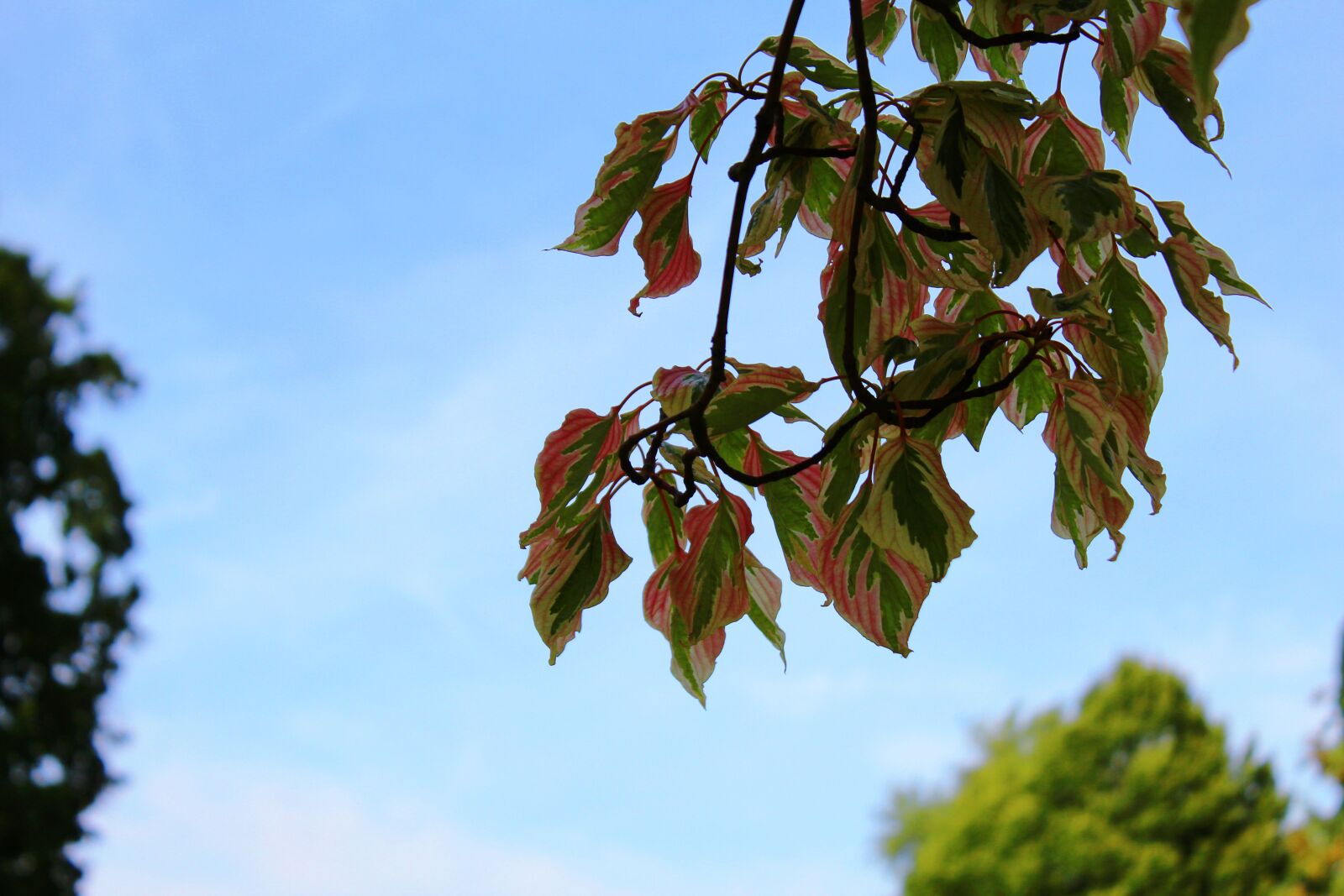 Canon EOS 1300D (EOS Rebel T6 / EOS Kiss X80) sample photo. Tree, plant, garden photography