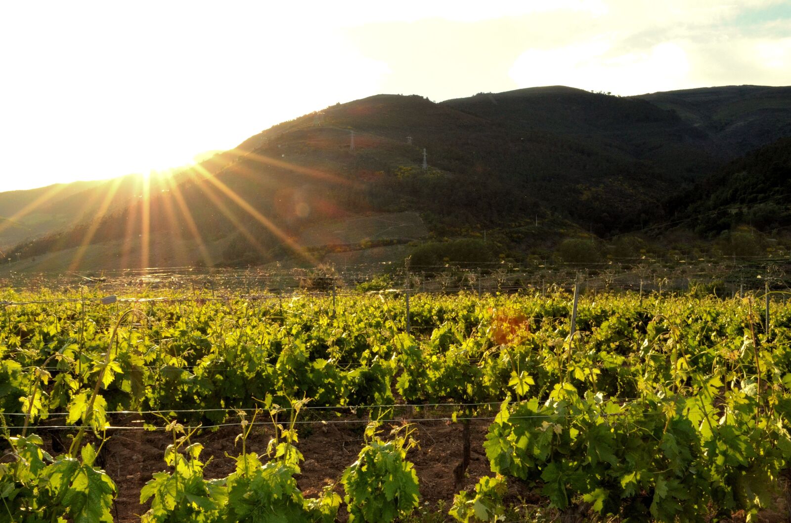 Nikon D5100 sample photo. Vineyard, strain, vine photography