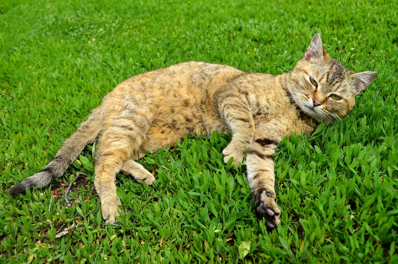 Nikon D5100 sample photo. Cat, predator, animals photography