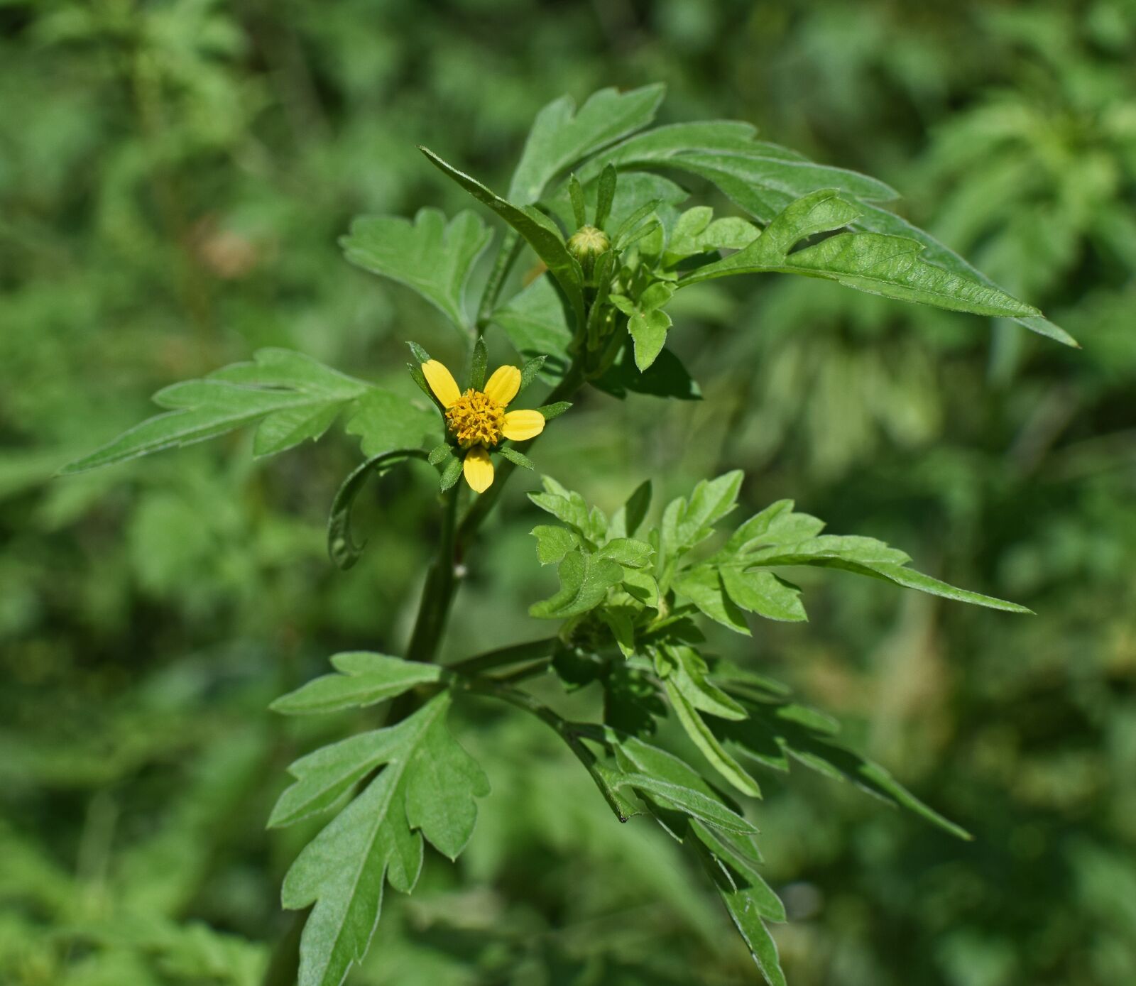 Nikon D3300 sample photo. Jacob ragweed, weed, allergen photography