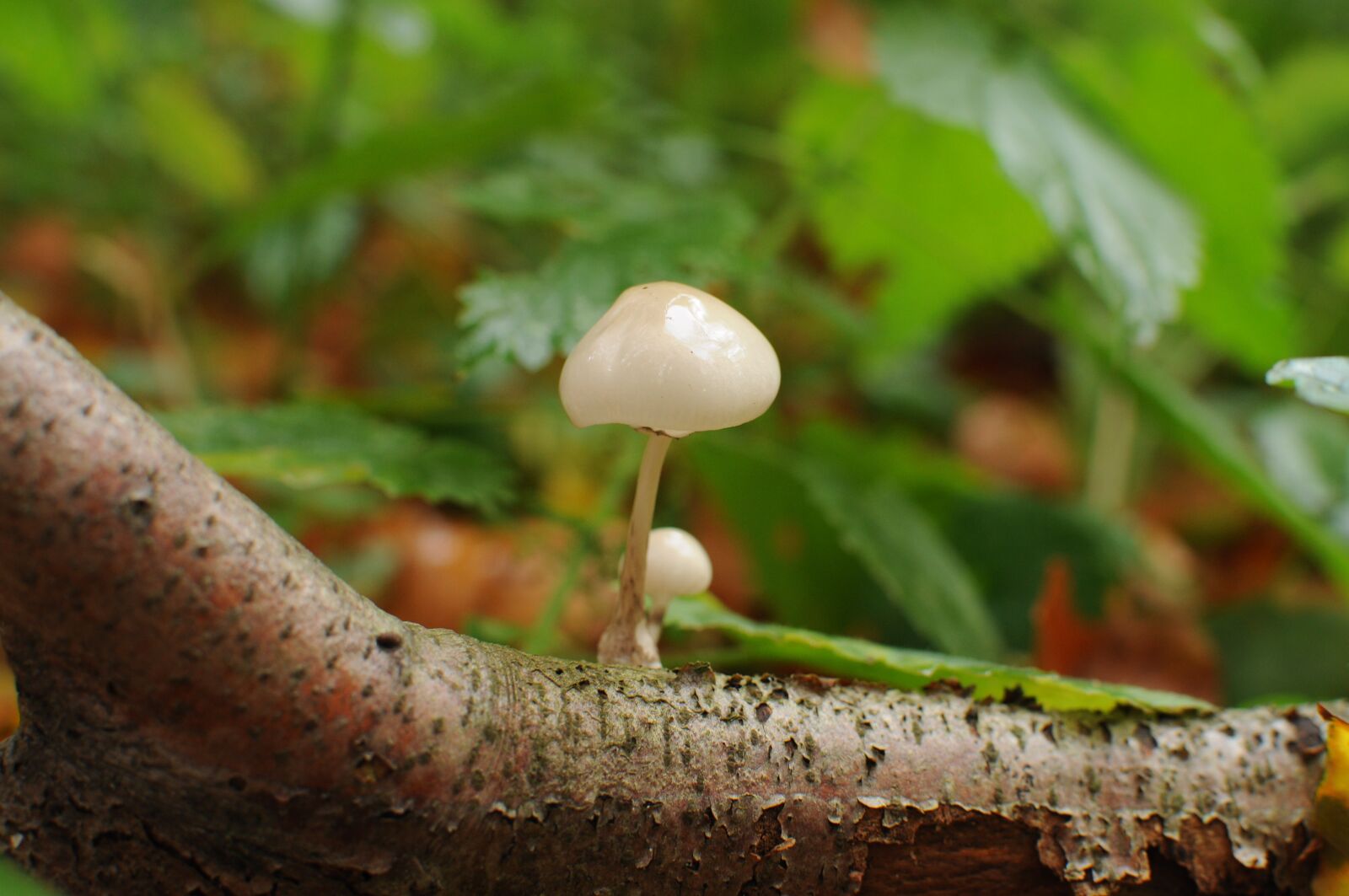 Nikon D5000 sample photo. Autumn, mushroom, close photography