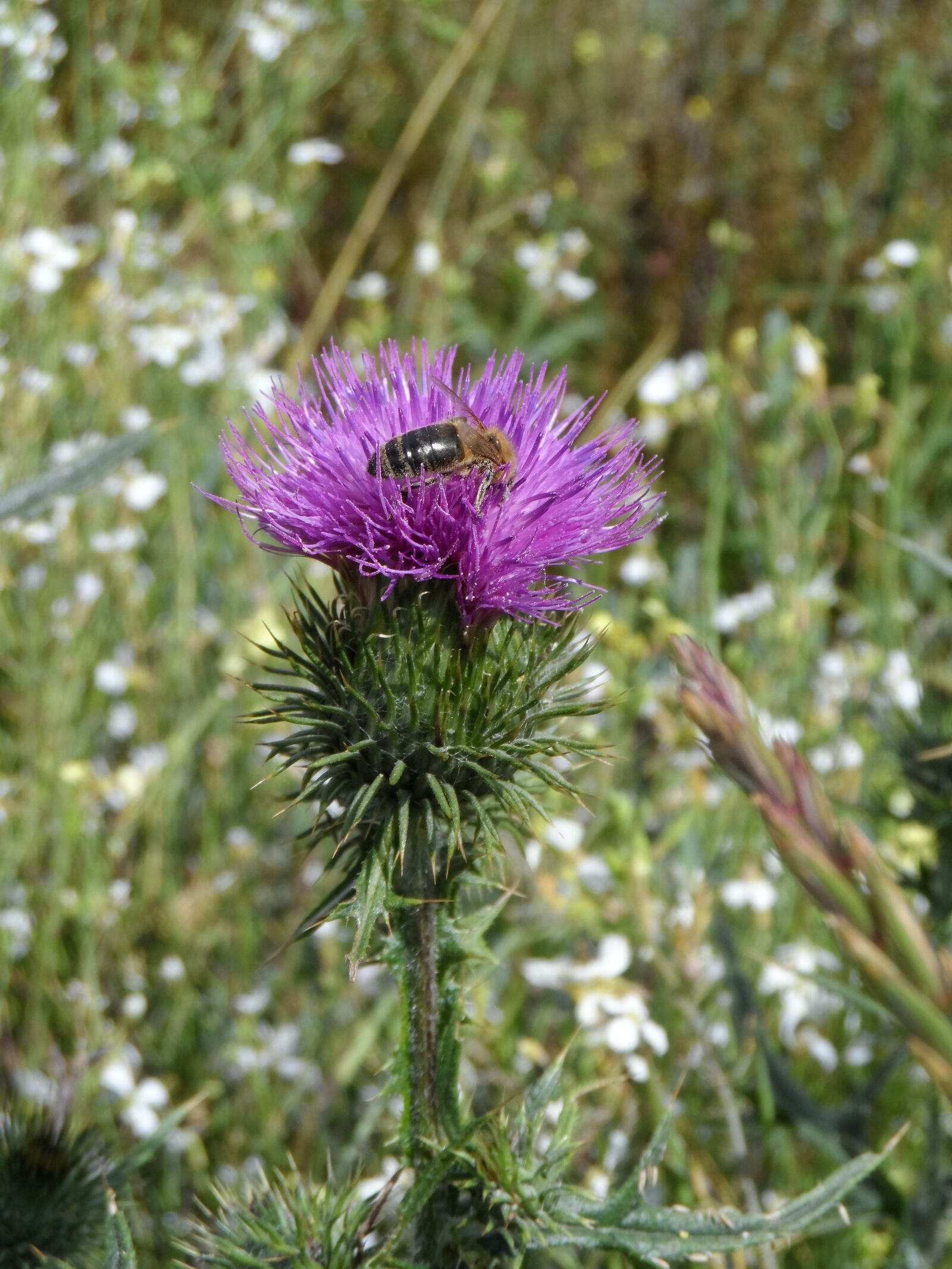 Samsung WB150 / WB150F / WB152 / WB152F / WB151 sample photo. Thistle, bee, purple photography