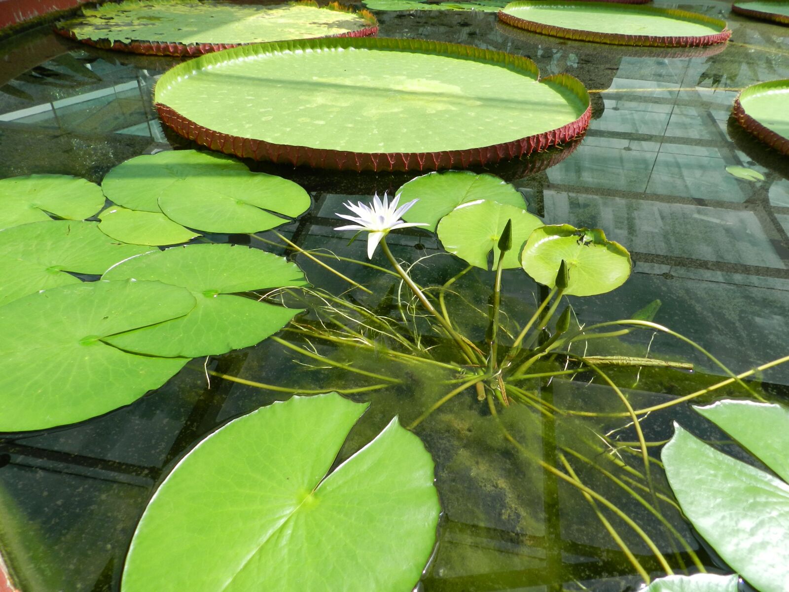Nikon Coolpix P500 sample photo. Water, lillies, lily photography