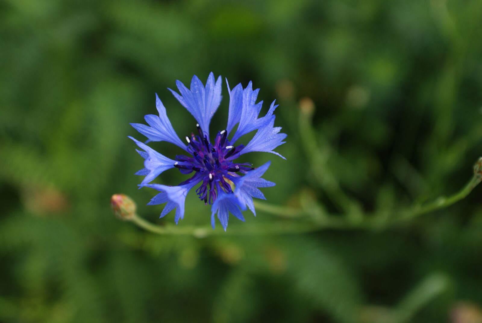 Sony Alpha DSLR-A200 sample photo. Flower, blue, nature photography