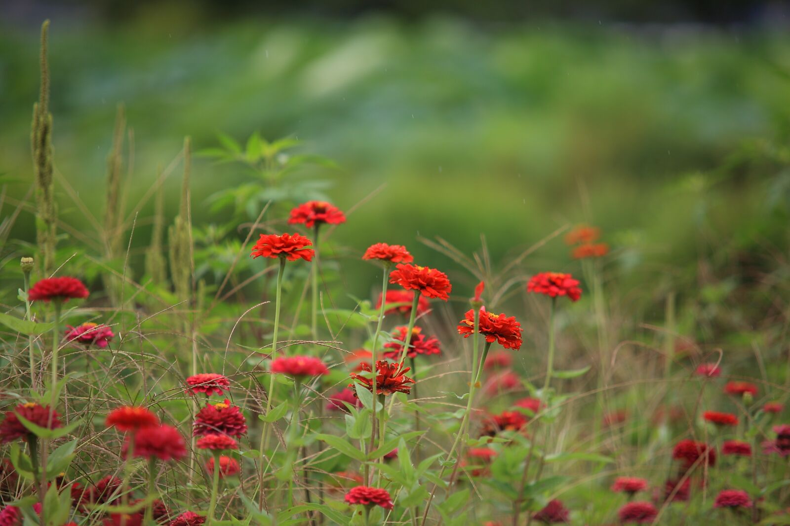 Canon EOS 5D Mark II sample photo. Nature, flowers, plants photography