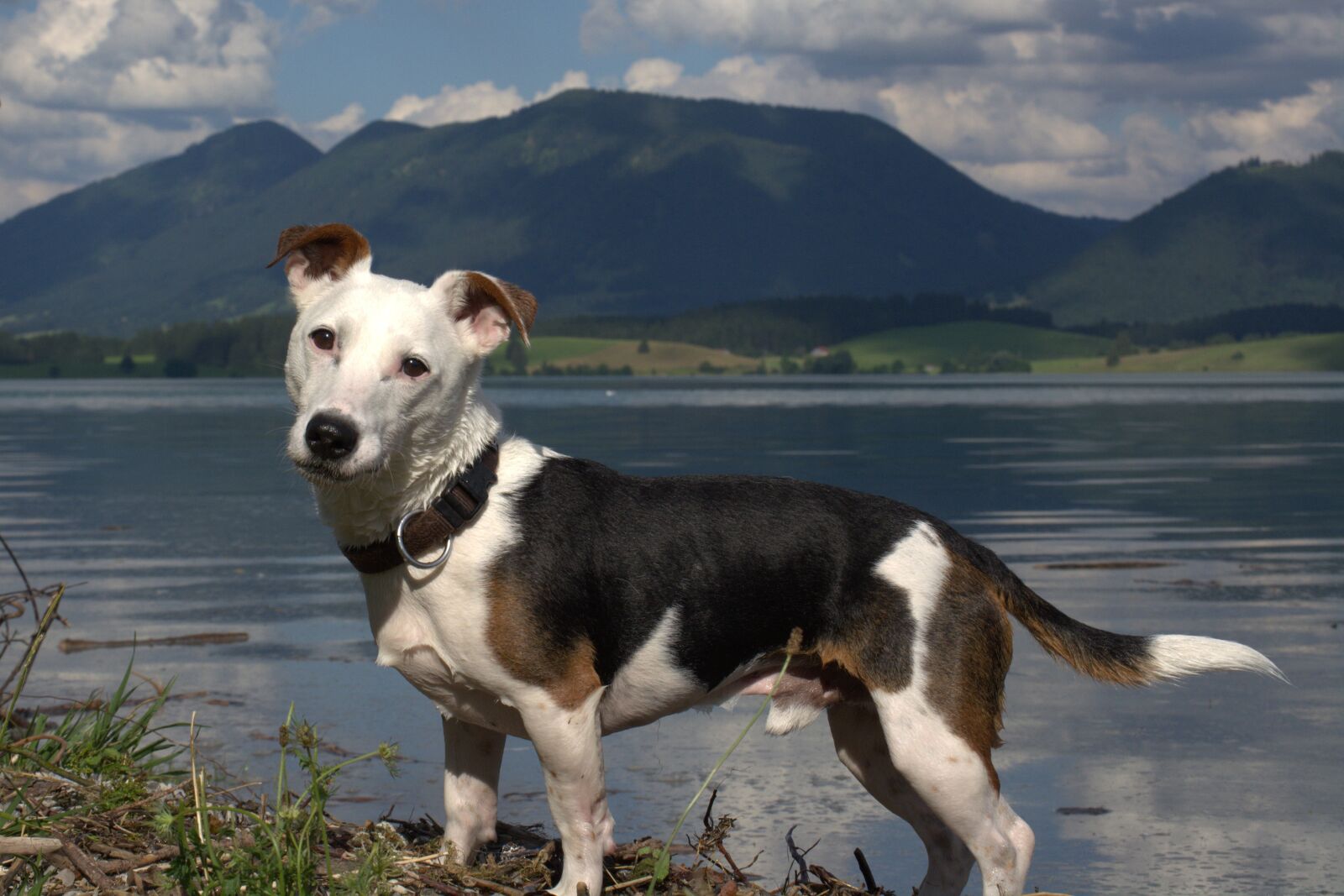 Nikon D5200 sample photo. Jack russel, panoramic image photography