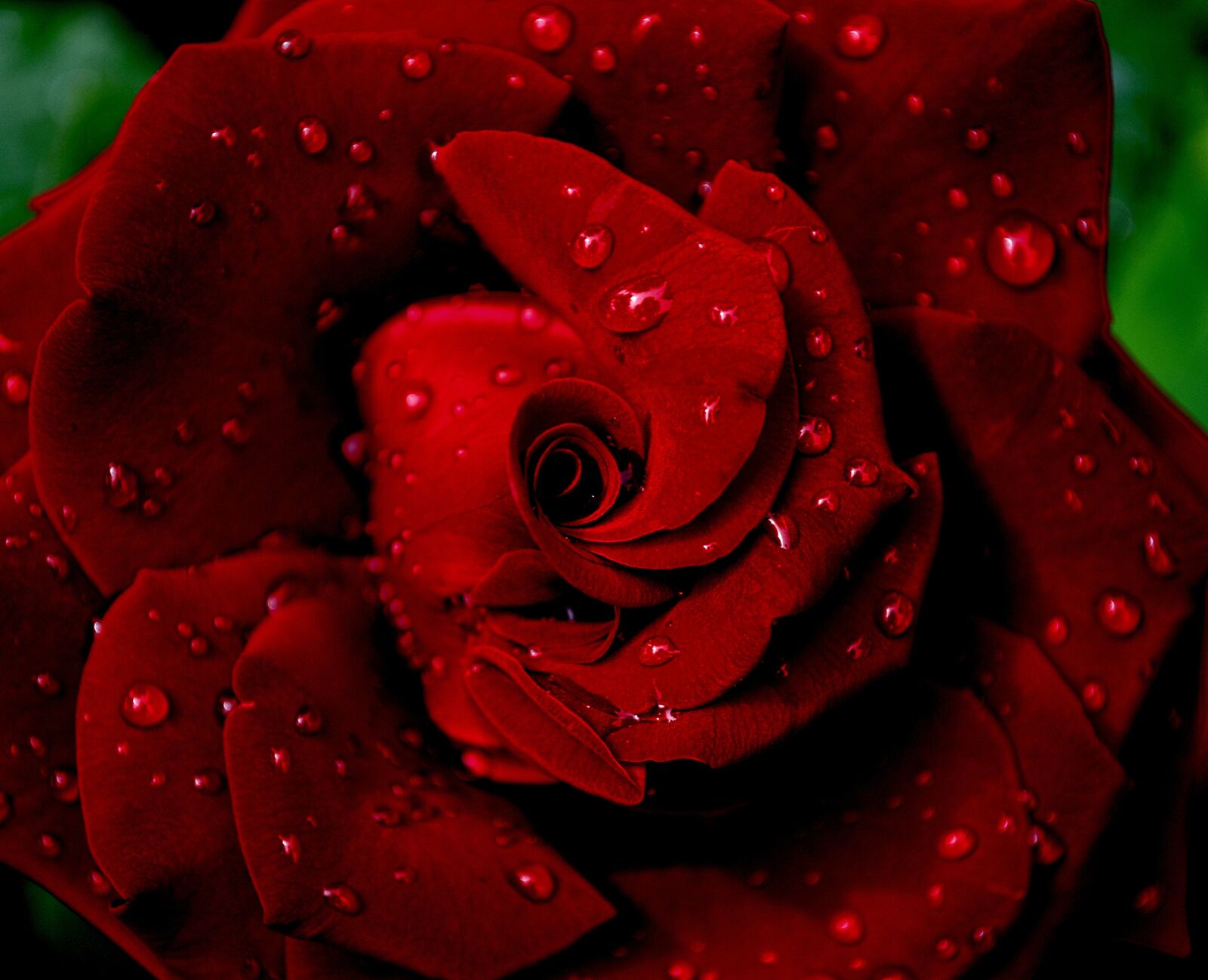 Nikon D5100 sample photo. Rose, red rose, red photography