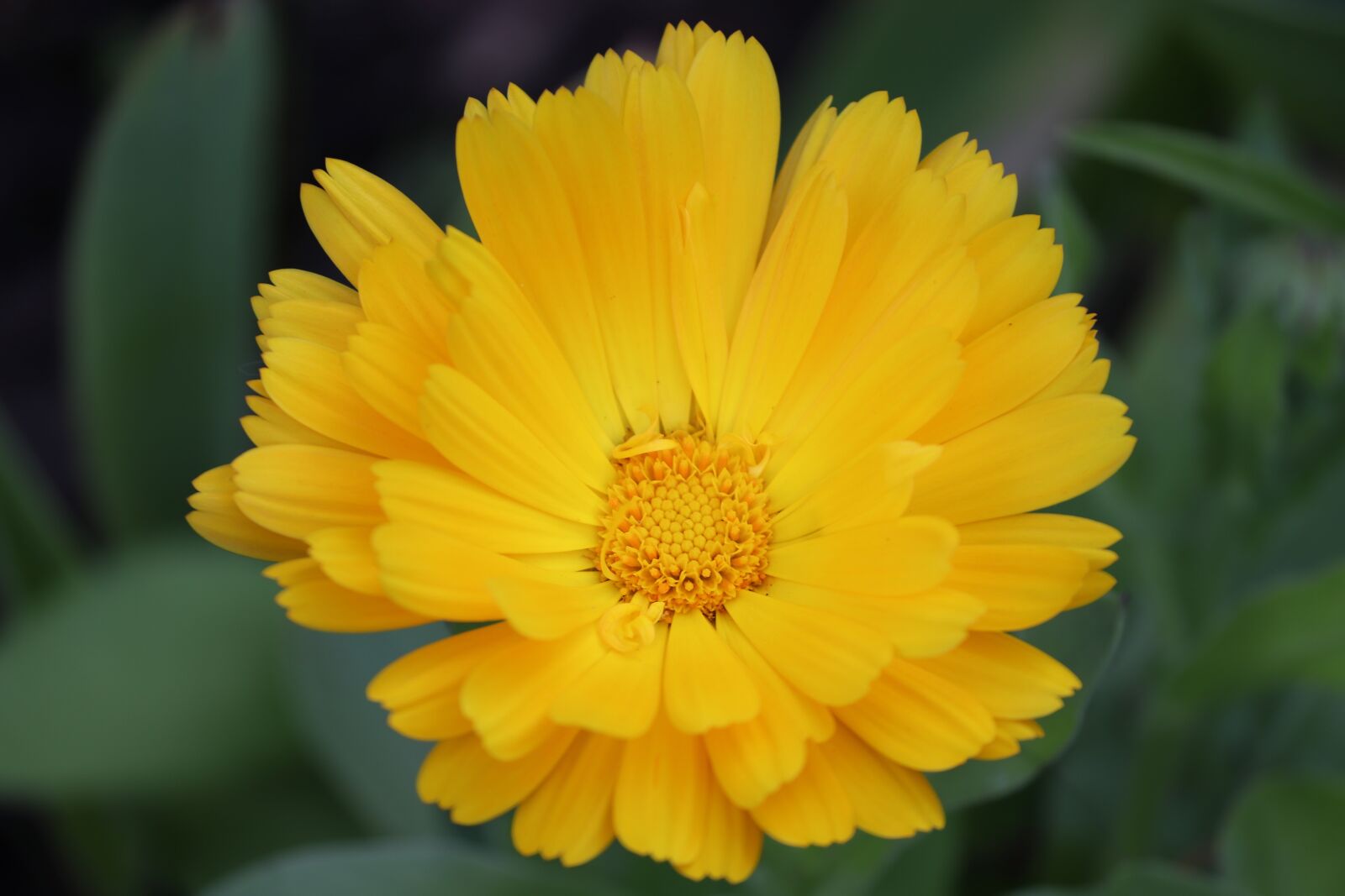 Canon EOS 200D (EOS Rebel SL2 / EOS Kiss X9) sample photo. Marigold, calendula officinalis, the photography