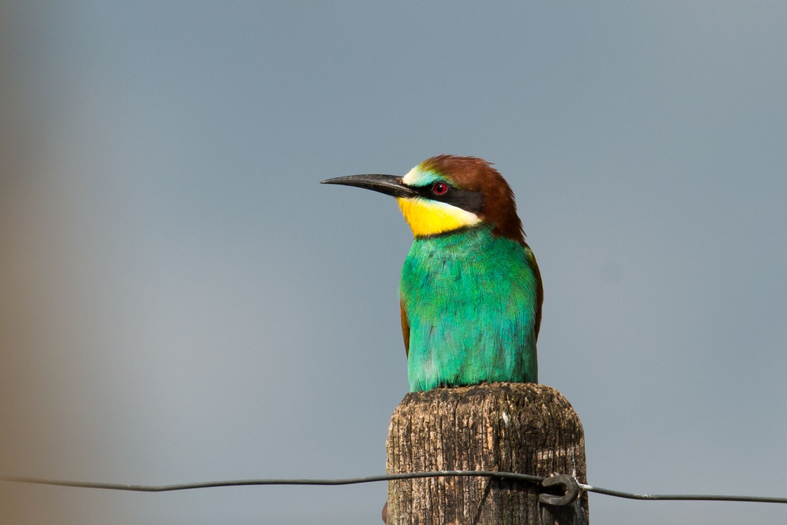 Nikon D800 sample photo. European bee eater, bird photography