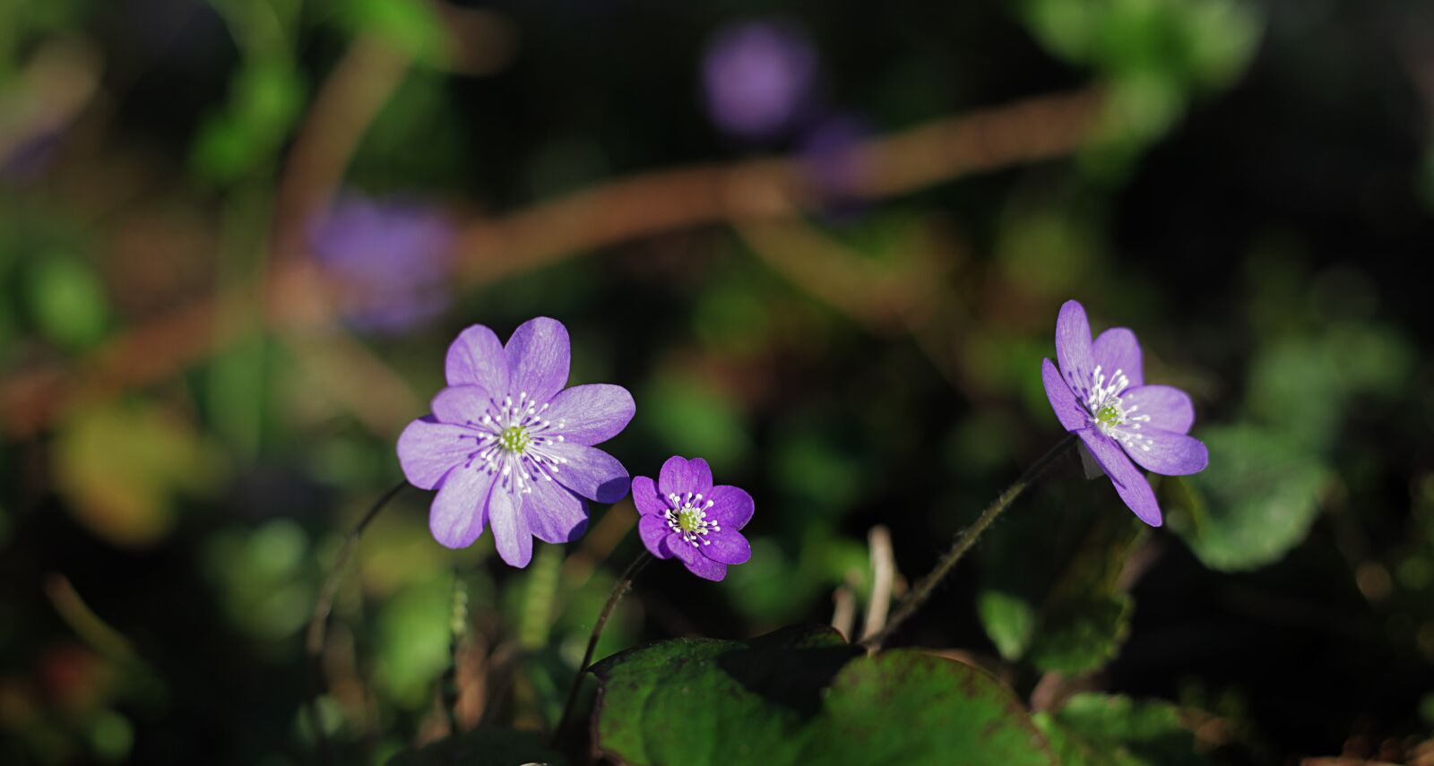 Canon EOS 5D Mark II sample photo. Hepatica, hepatica nobilis, spring photography