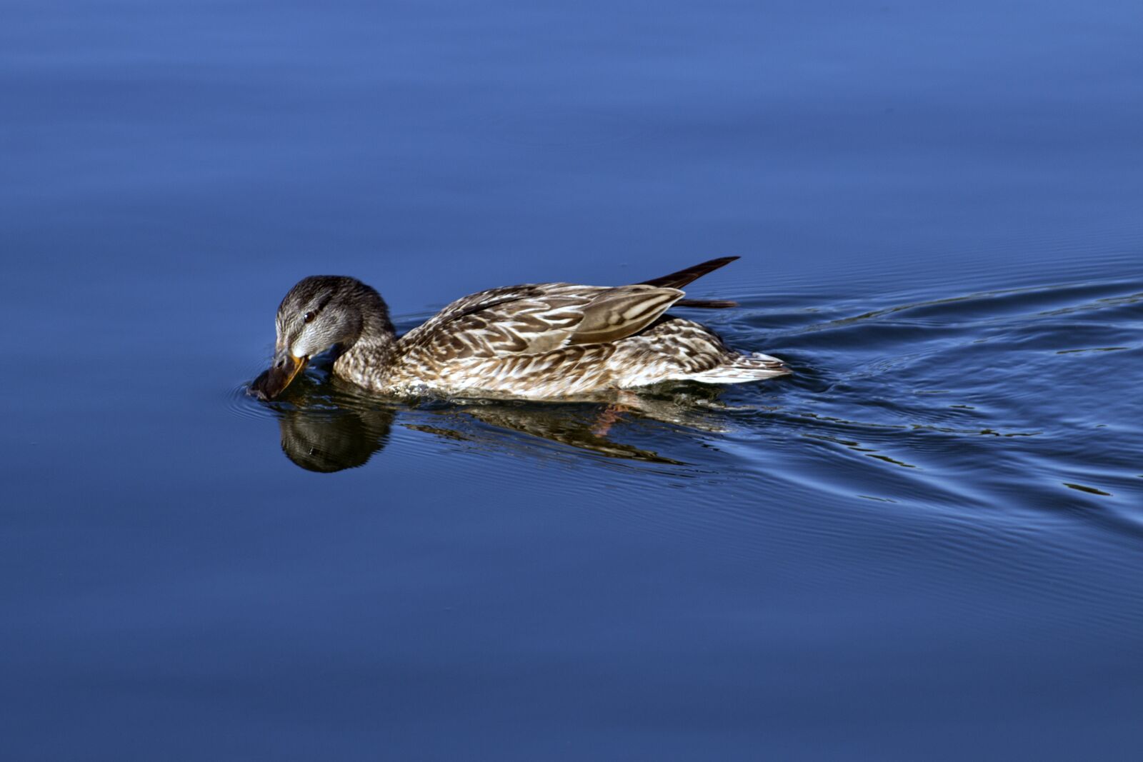 Canon EOS 100D (EOS Rebel SL1 / EOS Kiss X7) sample photo. Bird, water, nature photography