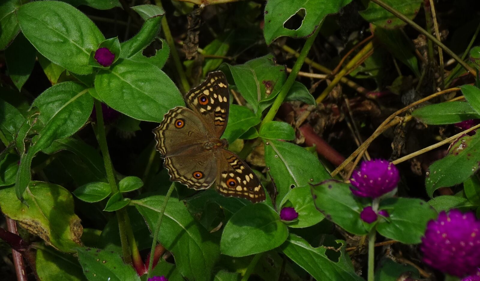 Sony DSC-WX800 sample photo. Butterfly, junonia lemonias, lemon photography