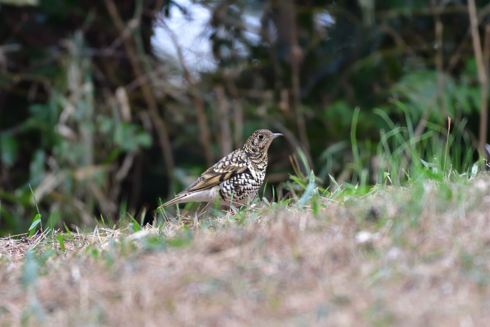 Nikon D500 sample photo. Natural, wild animals, animal photography
