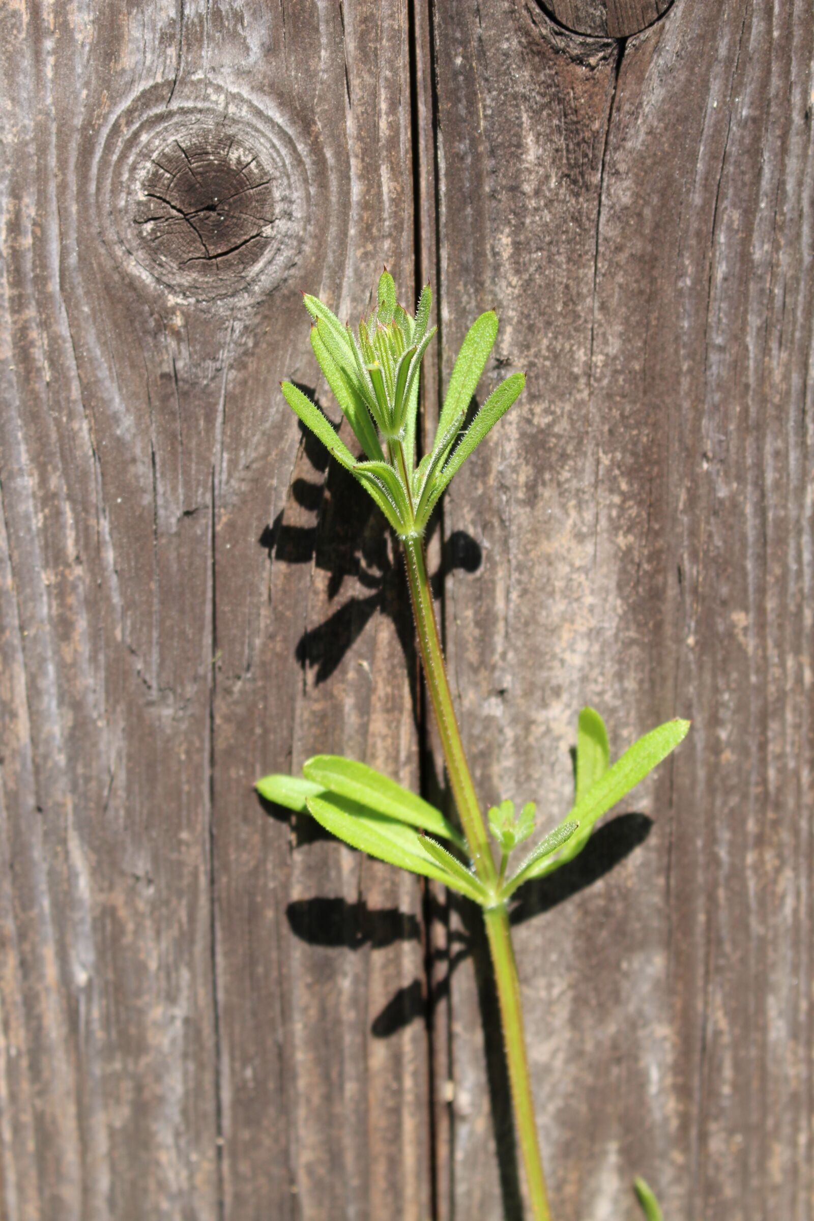 Canon EOS 100D (EOS Rebel SL1 / EOS Kiss X7) sample photo. Weed, wood, old photography