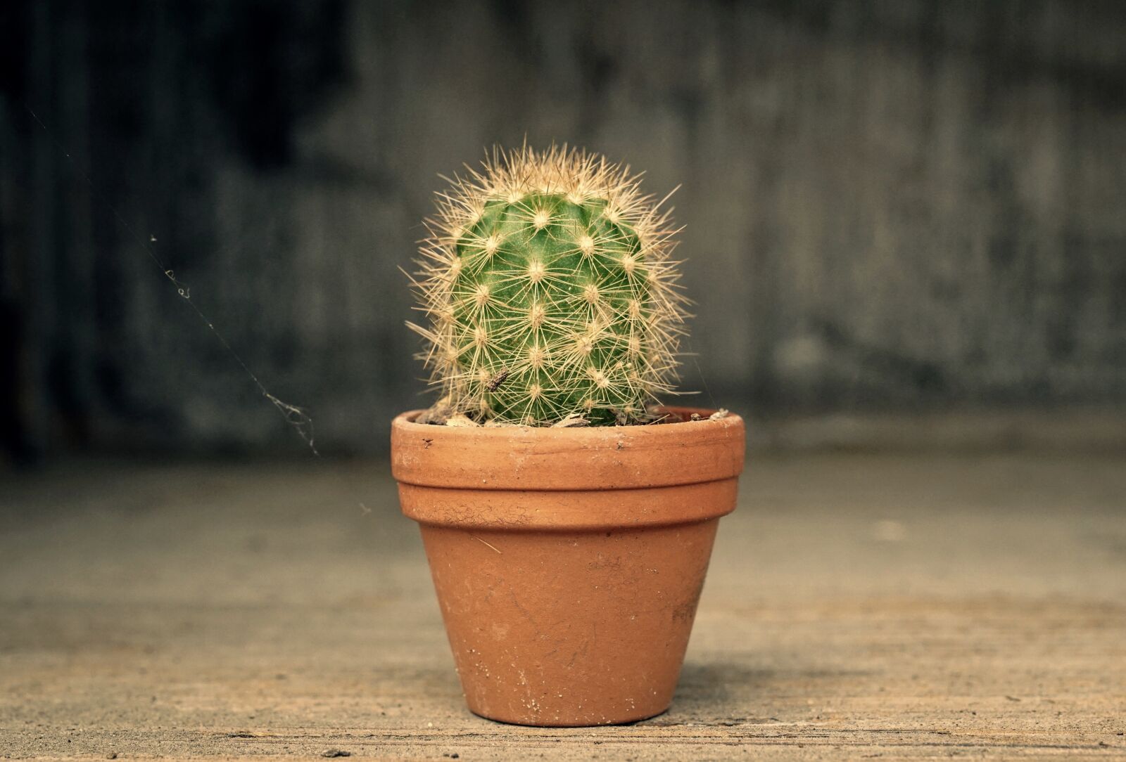 Sony ILCA-77M2 + 35mm F1.4 sample photo. Cactus, pot, green photography