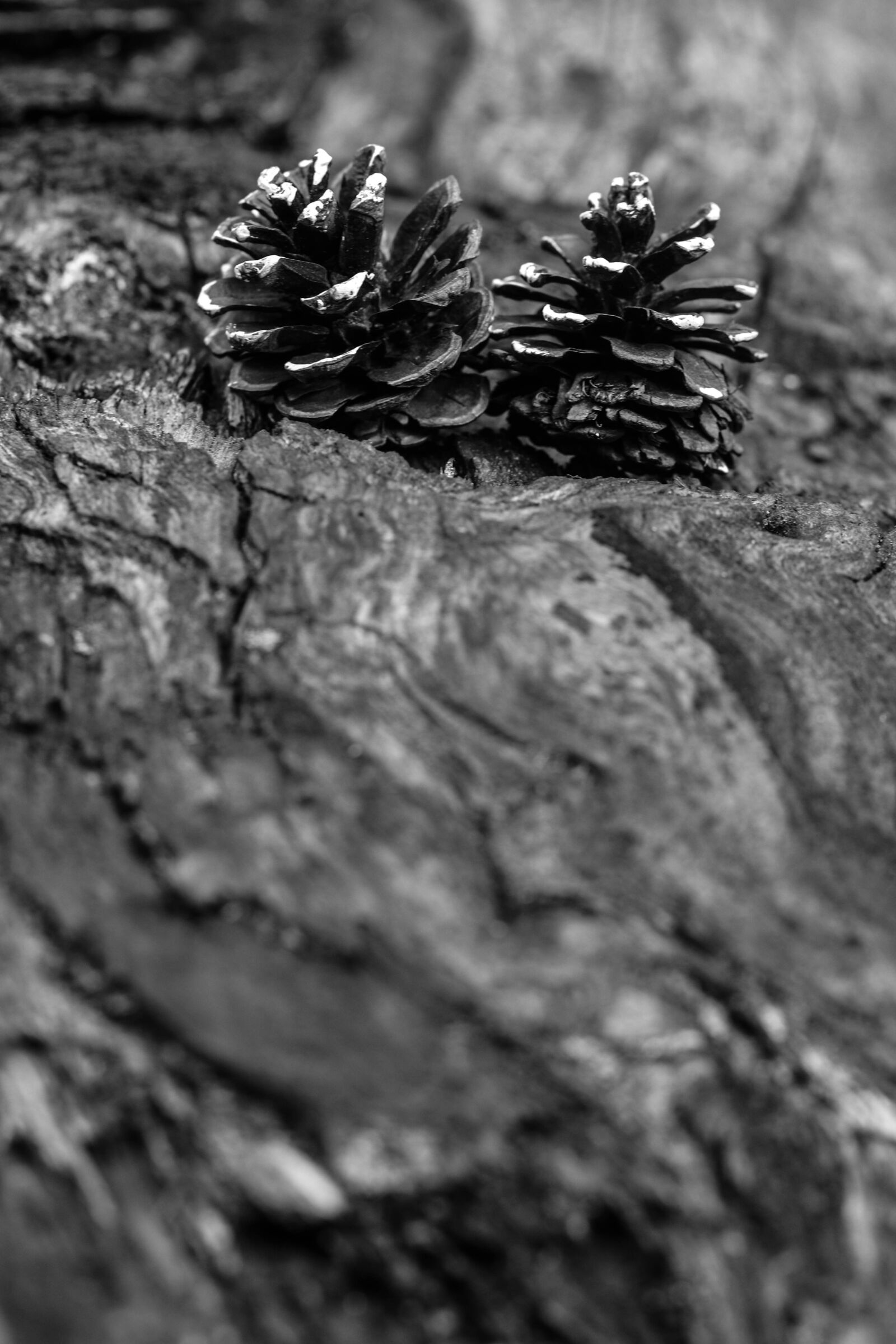 Canon EOS 7D Mark II sample photo. Pinecone, wood, nature photography
