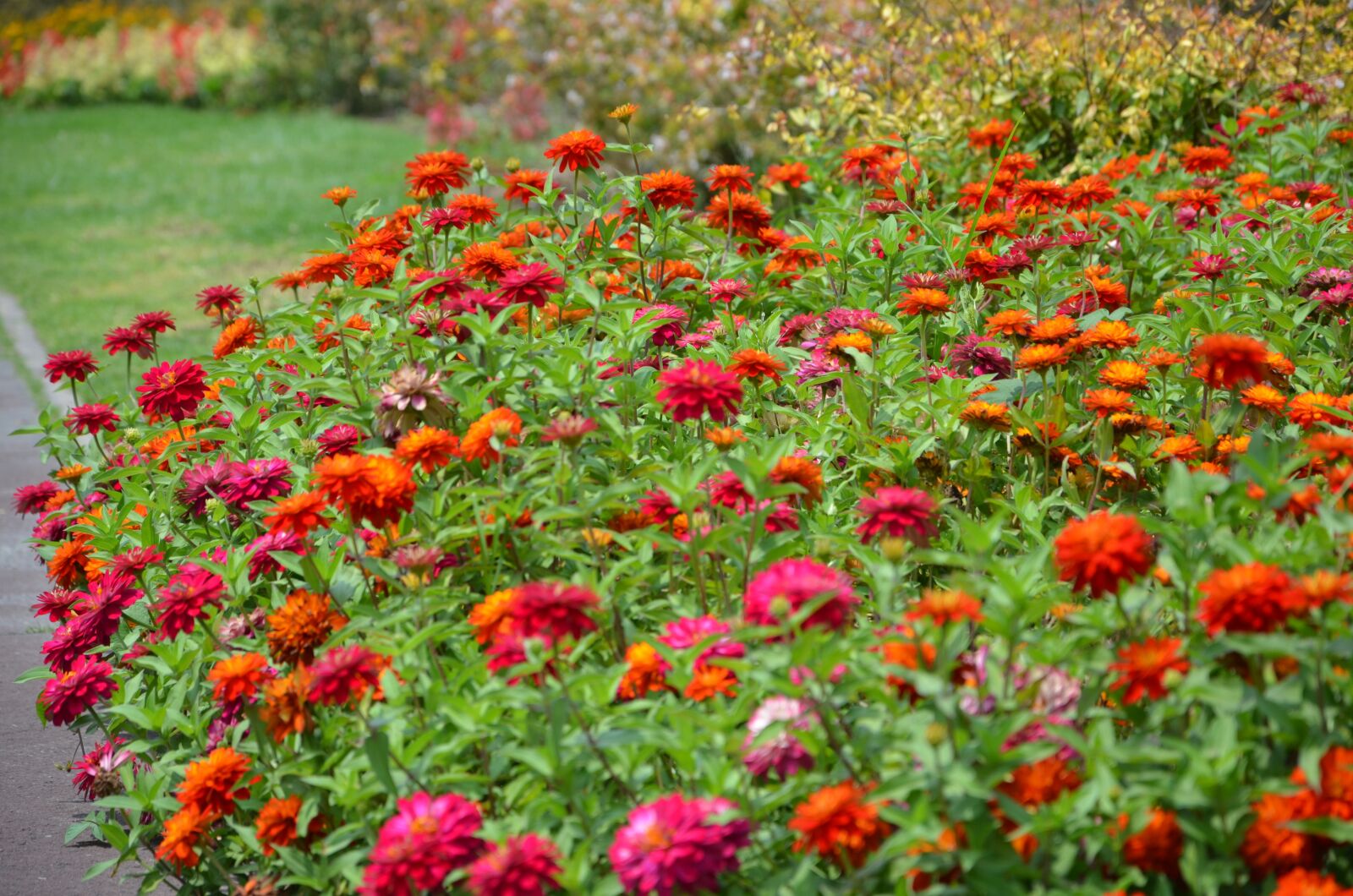 Nikon D5100 sample photo. Flowers, network, bloom photography