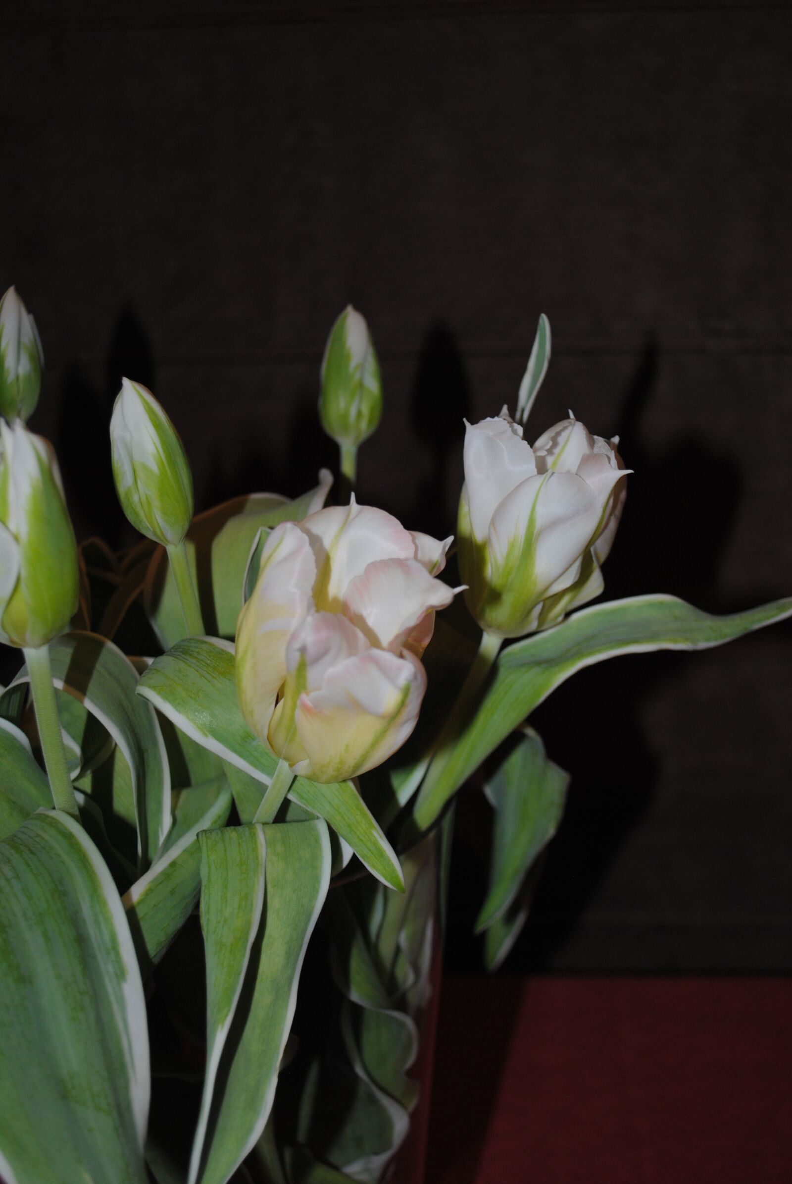 Nikon D3000 sample photo. Tulips, white, easter photography