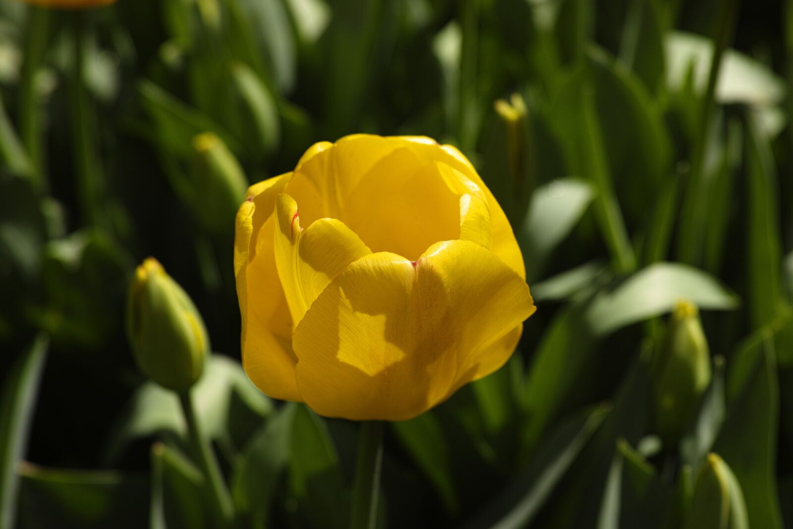 Sigma DP3 Merrill sample photo. Flower, tulips, flower picture photography