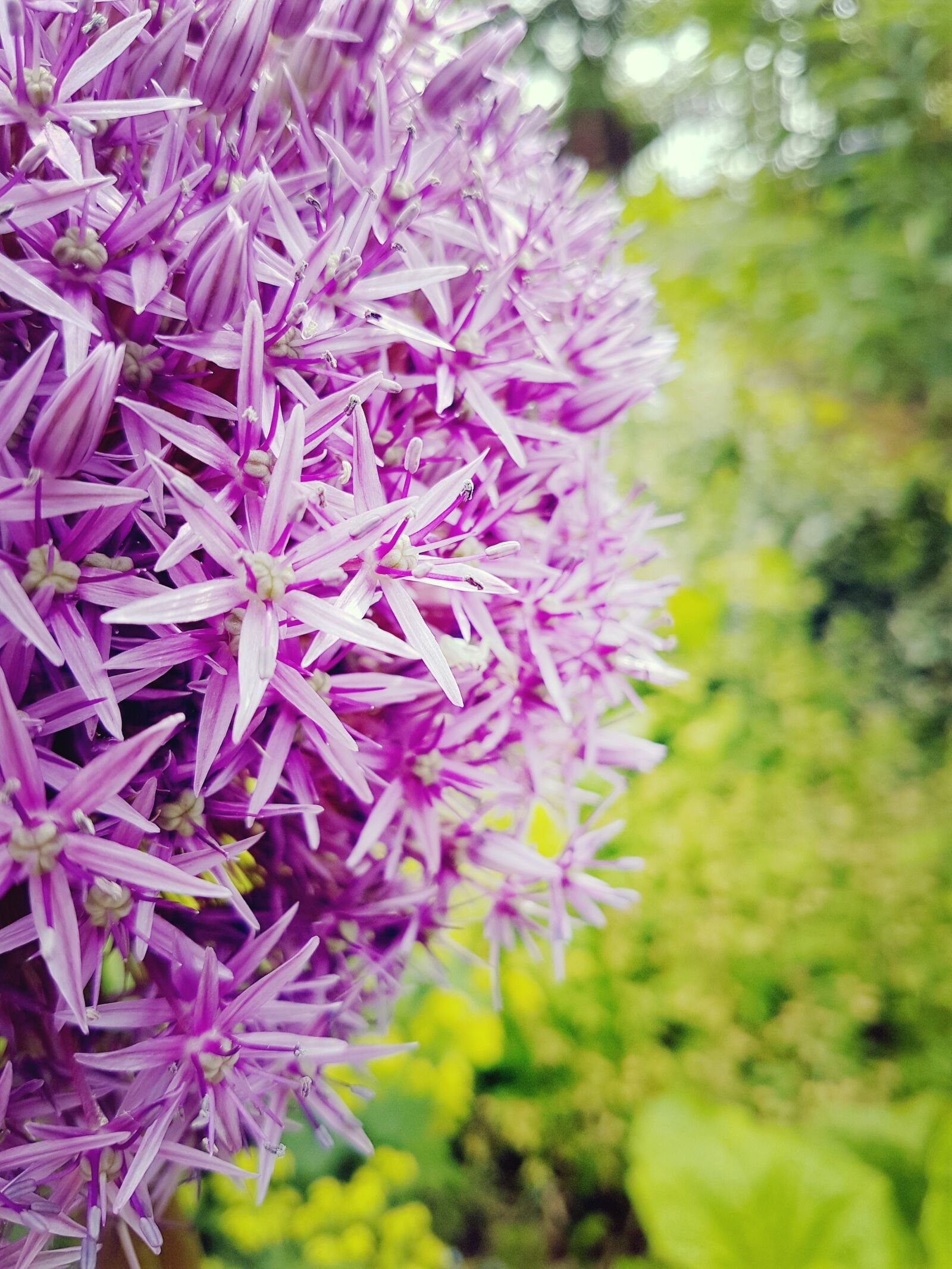 Samsung Galaxy S7 sample photo. Allium, purple, leek greenhouse photography