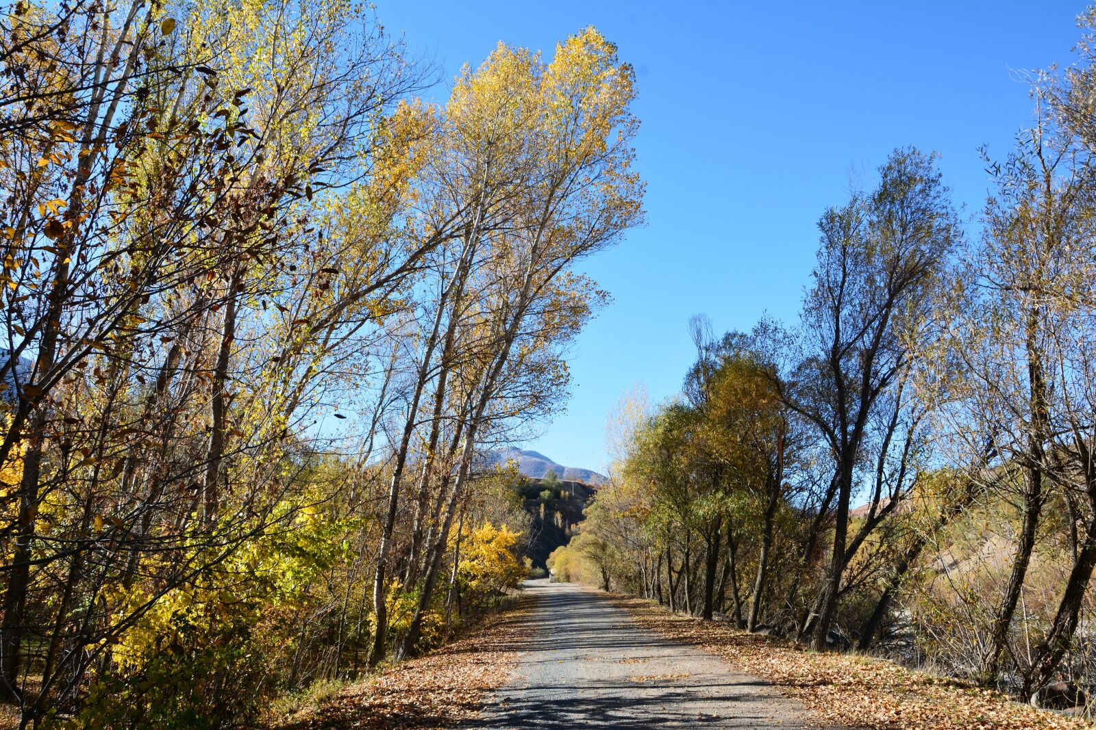 Nikon D7100 sample photo. Autumn, season, nature photography