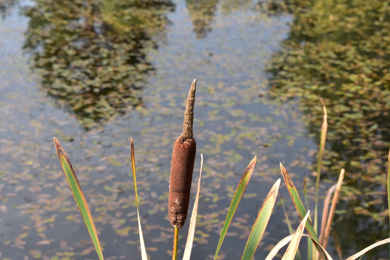 Nikon D3400 sample photo. Bulrush, pond, water photography