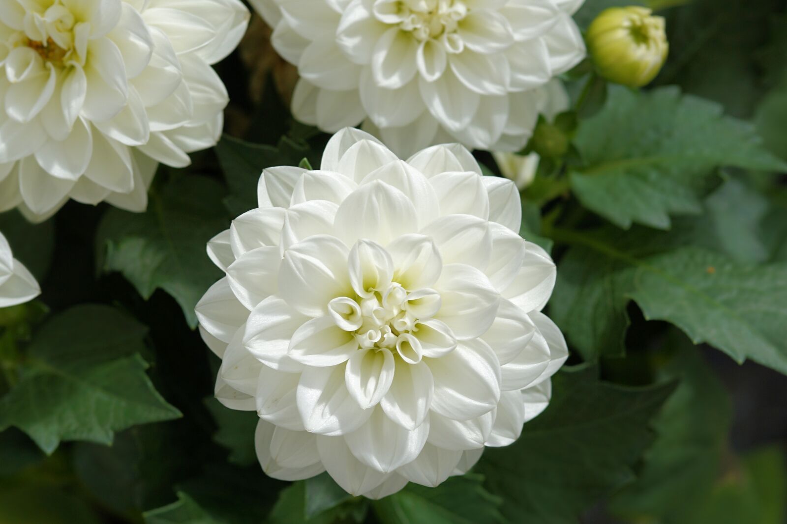Sony a6000 + E 60mm F2.8 sample photo. Flower, blossom, bloom photography
