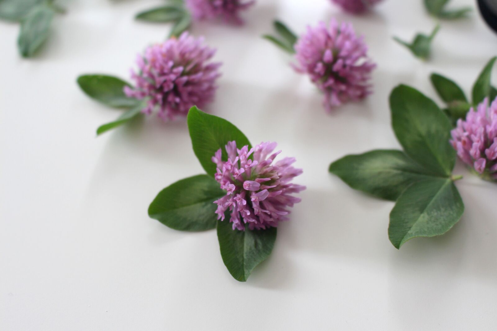Canon EOS 700D (EOS Rebel T5i / EOS Kiss X7i) sample photo. Flower, klee, four leaf photography