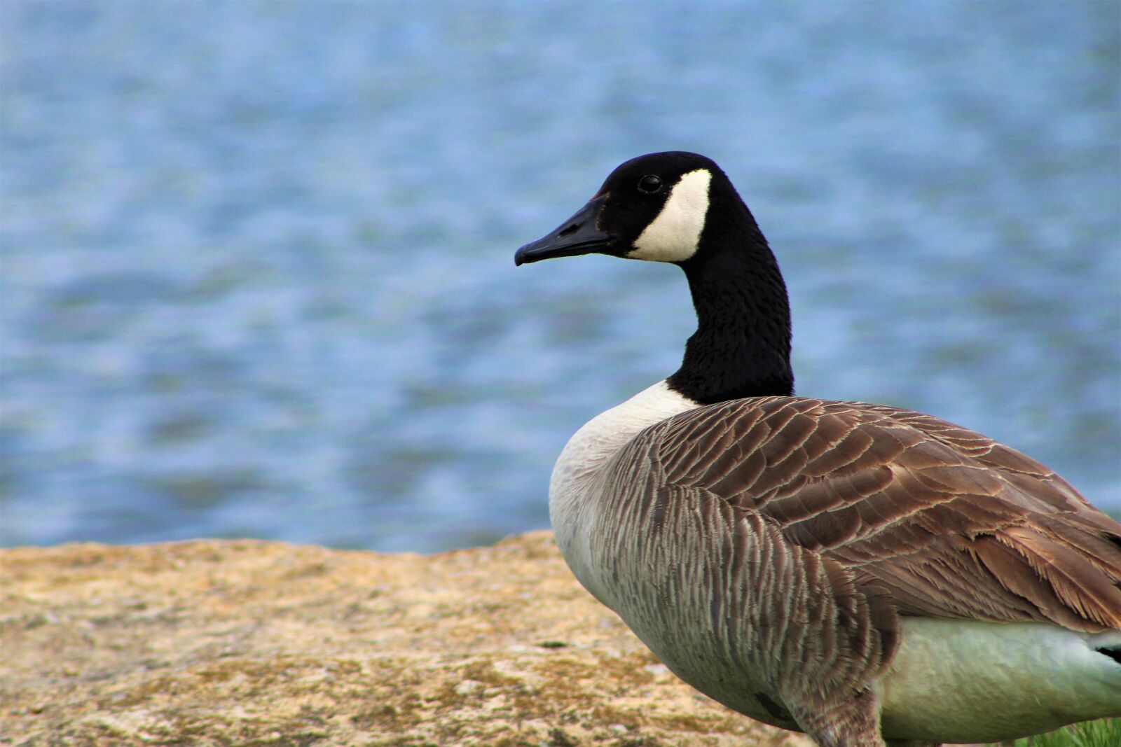 Canon EF75-300mm f/4-5.6 sample photo. Canadian goose, goose, wildlife photography