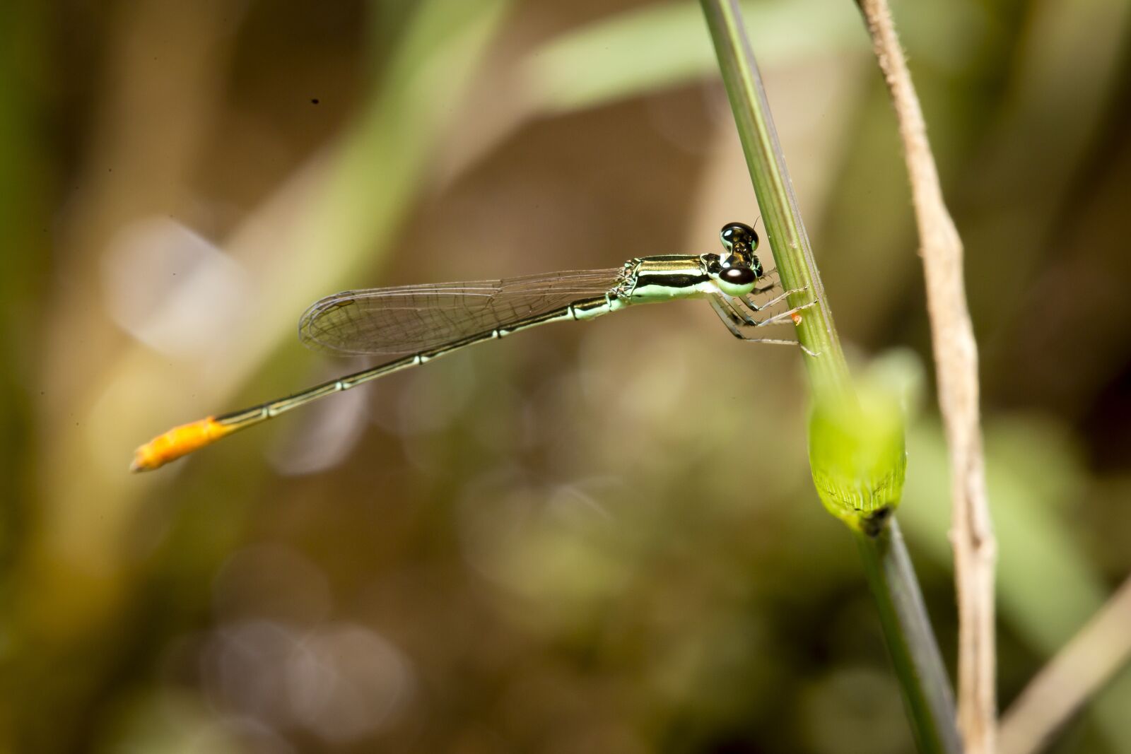Canon EOS 6D + Canon EF 100mm F2.8 Macro USM sample photo. Dragonflies, vietnam, natural photography