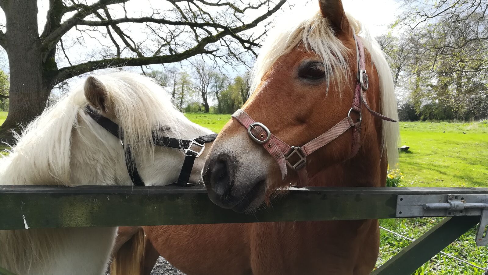HUAWEI honor 6x sample photo. Horses, cavalry, nature photography