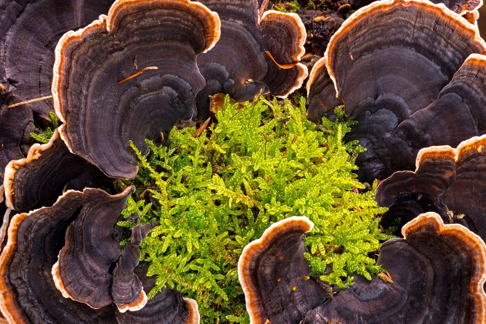 Panasonic Lumix DC-G9 sample photo. Mushroom, tree fungus, moss photography