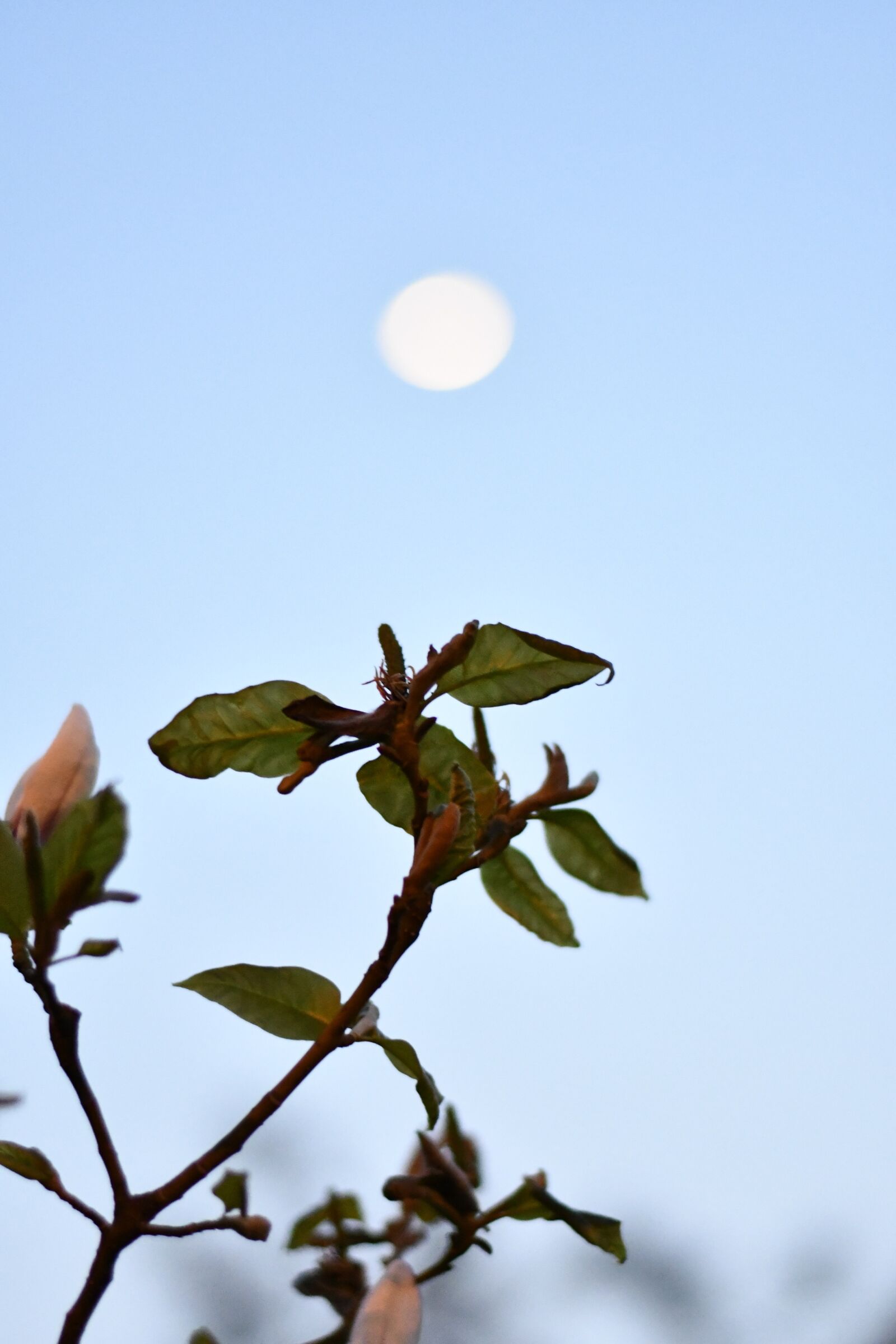 Nikon D7500 sample photo. At dusk, plant, moon photography