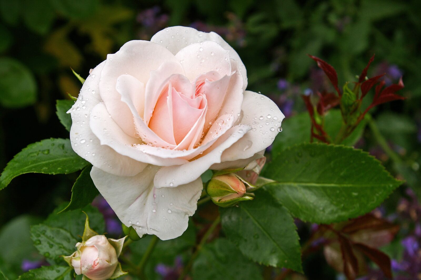 Pentax *ist DL2 sample photo. Rose, asperin rose, tender photography