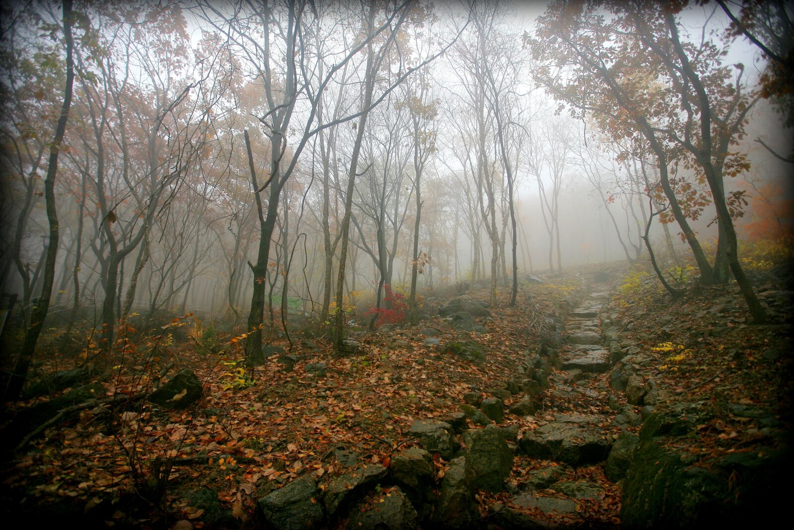 Canon EOS 5D sample photo. Forest, fog, wood photography