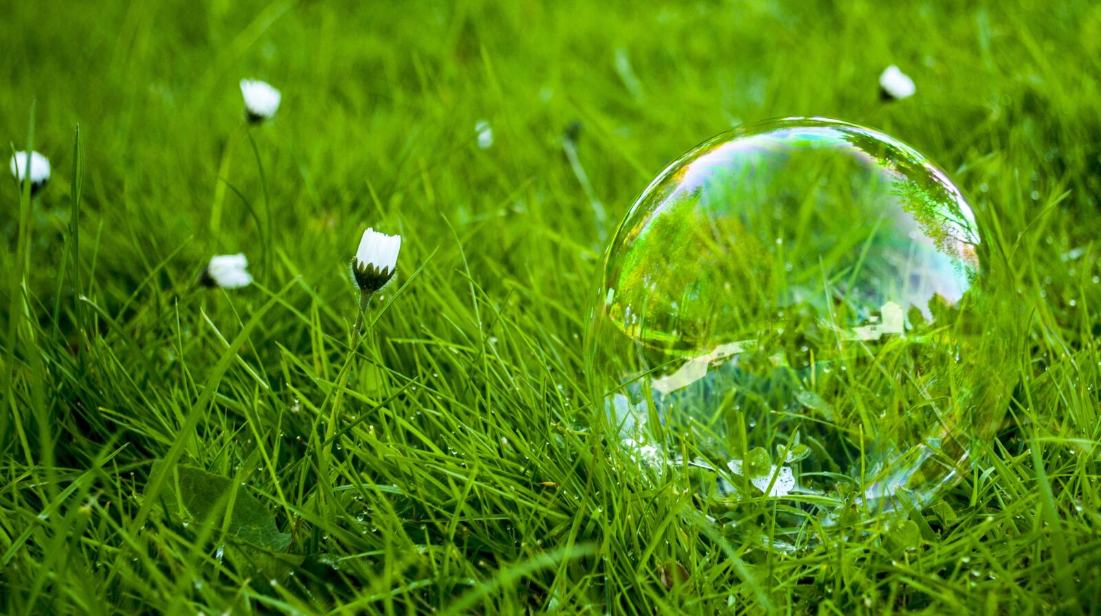 Nikon D90 sample photo. Grass, soap, bubbles photography